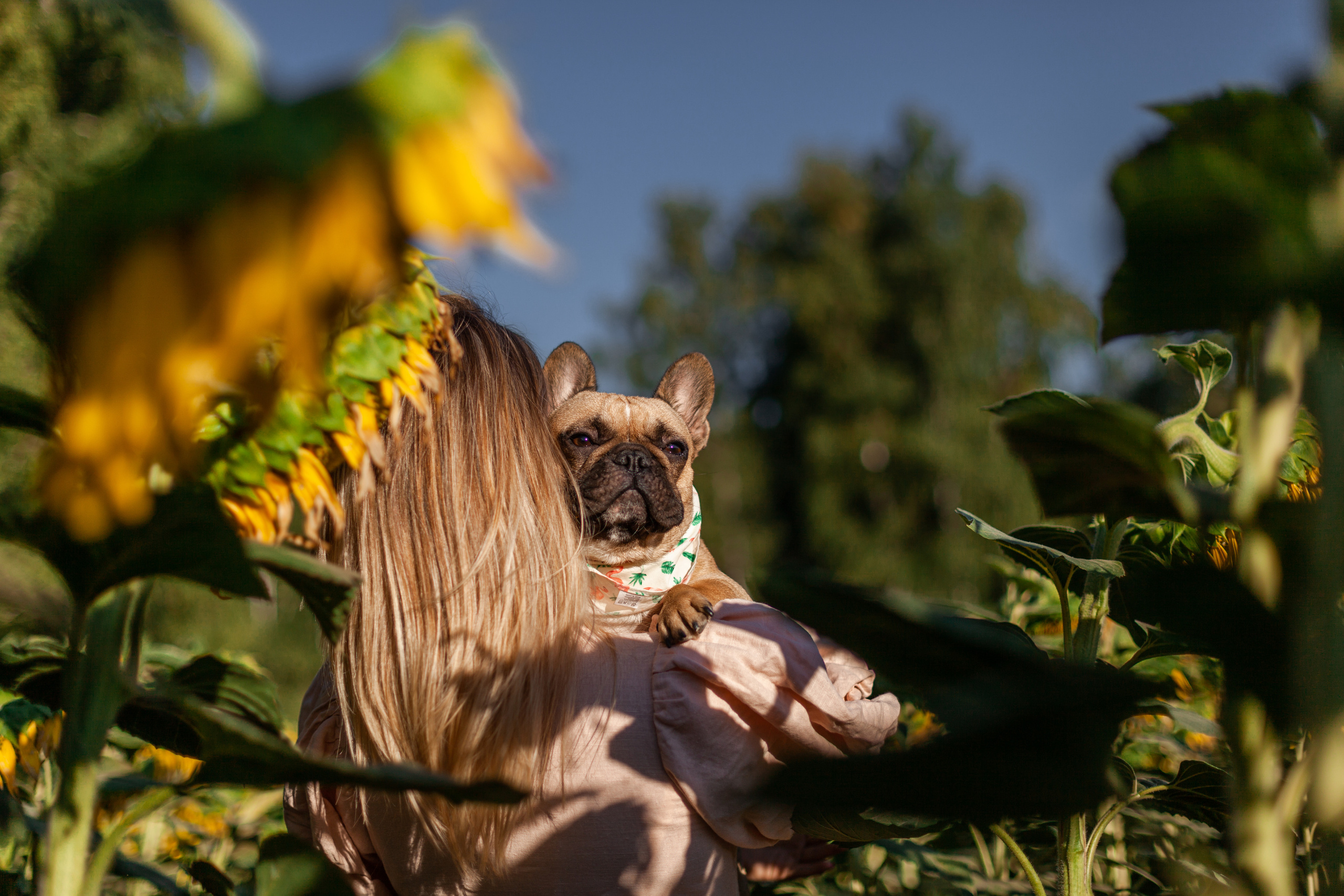 Коломна, стога и подсолнухи. Фотограф-анималист Татьяна Степанова