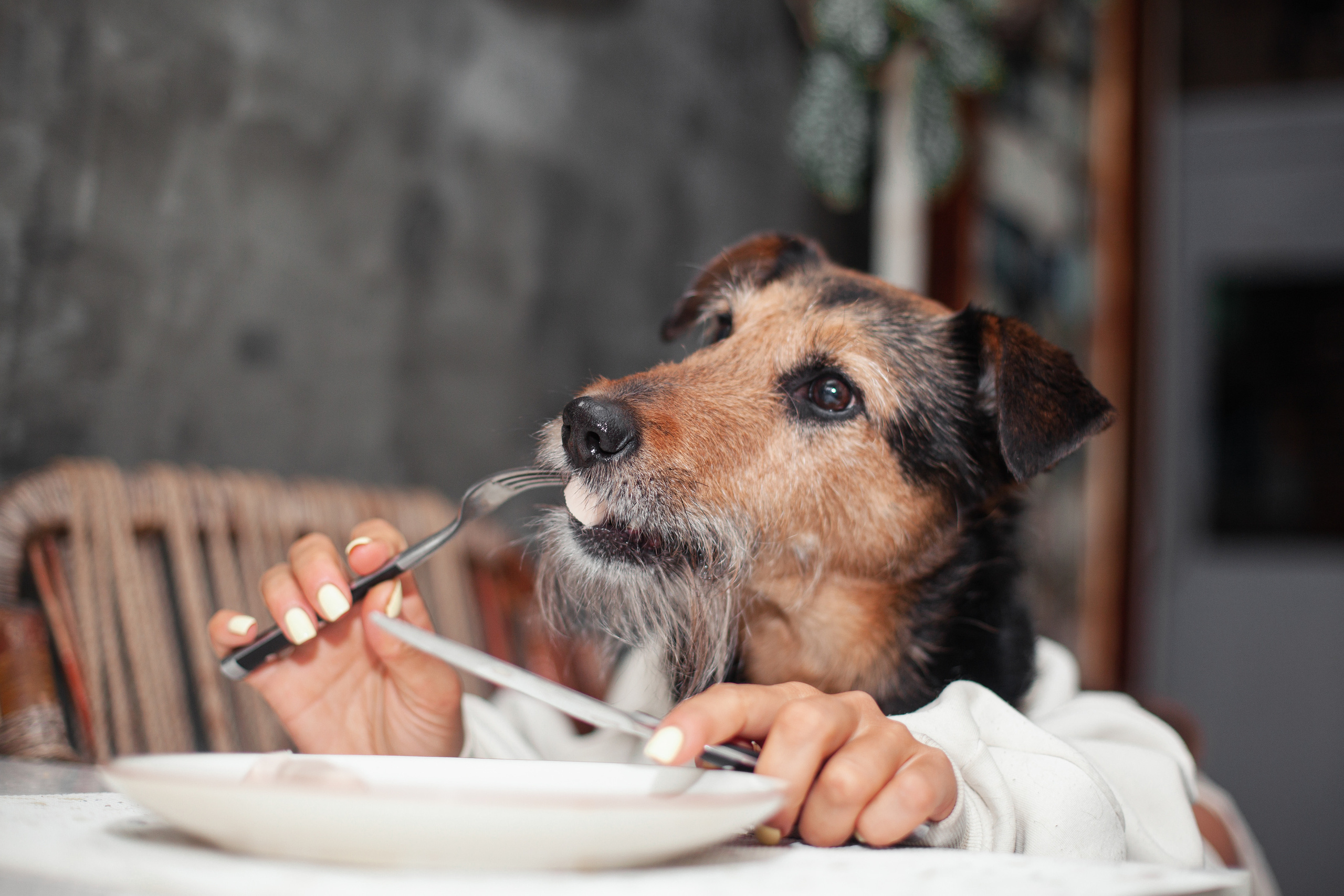 Лиза и Бренда. Фотограф-анималист Татьяна Степанова