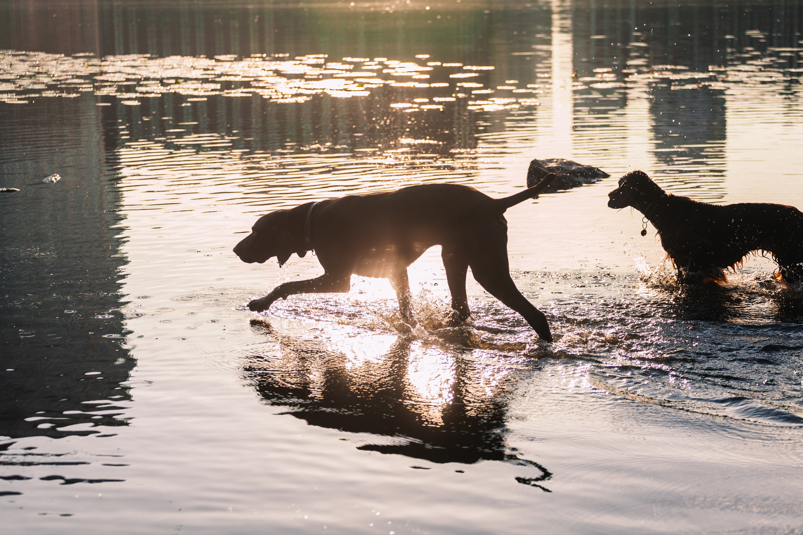 Рассветная съемка в ПКИО Северное Тушино. Фотограф-анималист Татьяна Степанова