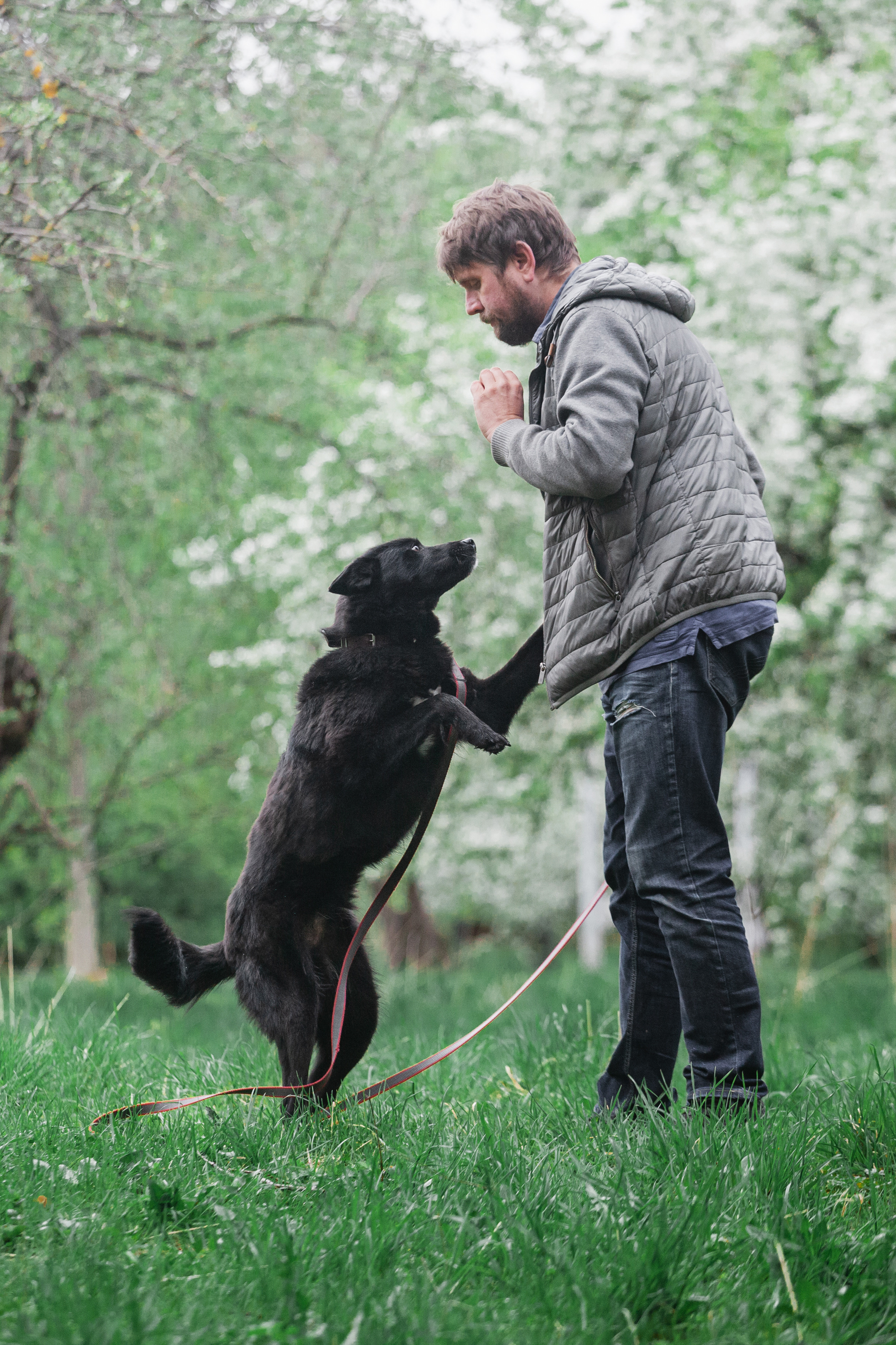 Съемка 3 собак в цветении 2023. Фотограф-анималист Татьяна Степанова