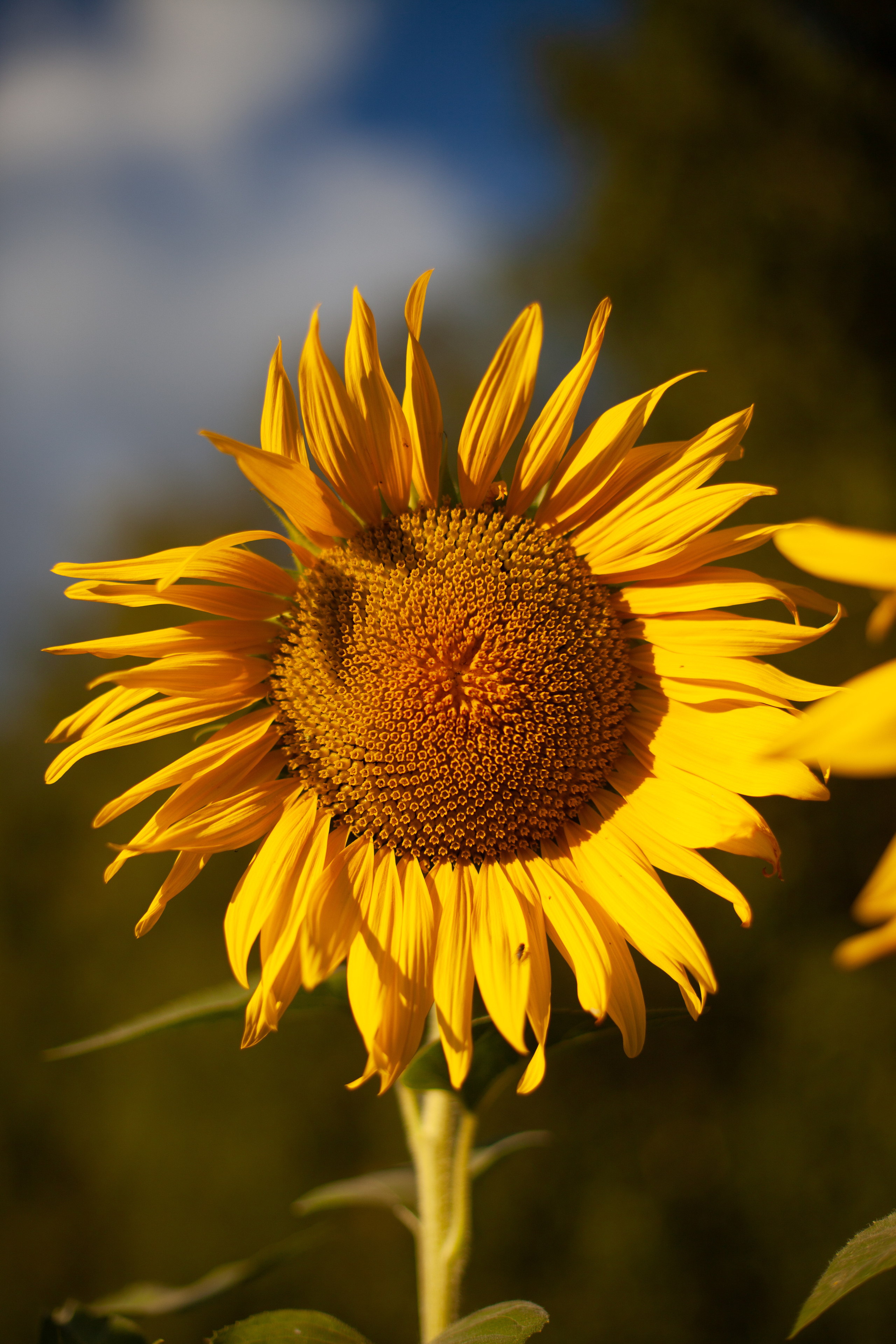 Коломна, стога и подсолнухи. Фотограф-анималист Татьяна Степанова