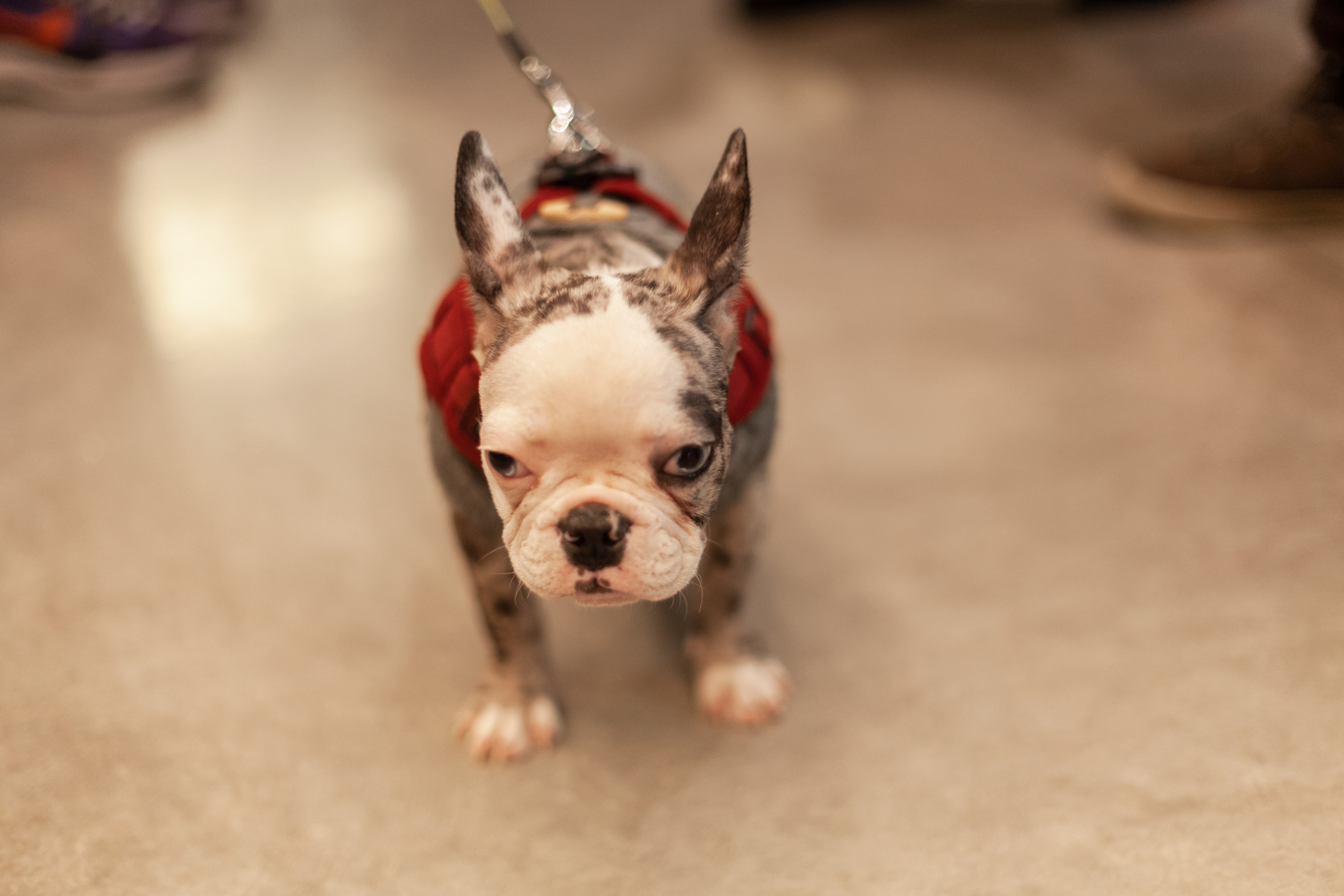 Бульелка 2022. Фотограф-анималист Татьяна Степанова