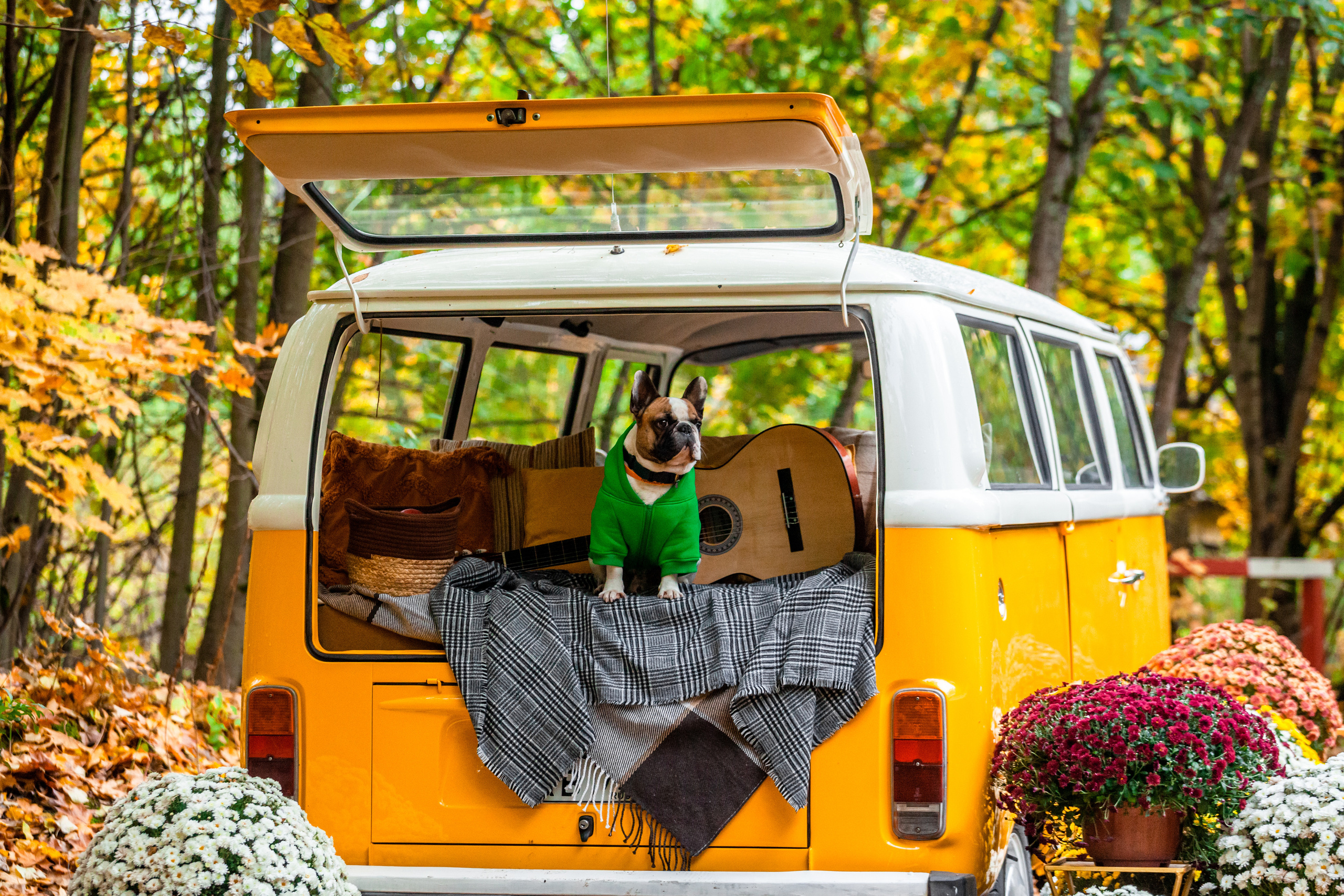 Съемка с ретро автобусом. Фотограф-анималист Татьяна Степанова