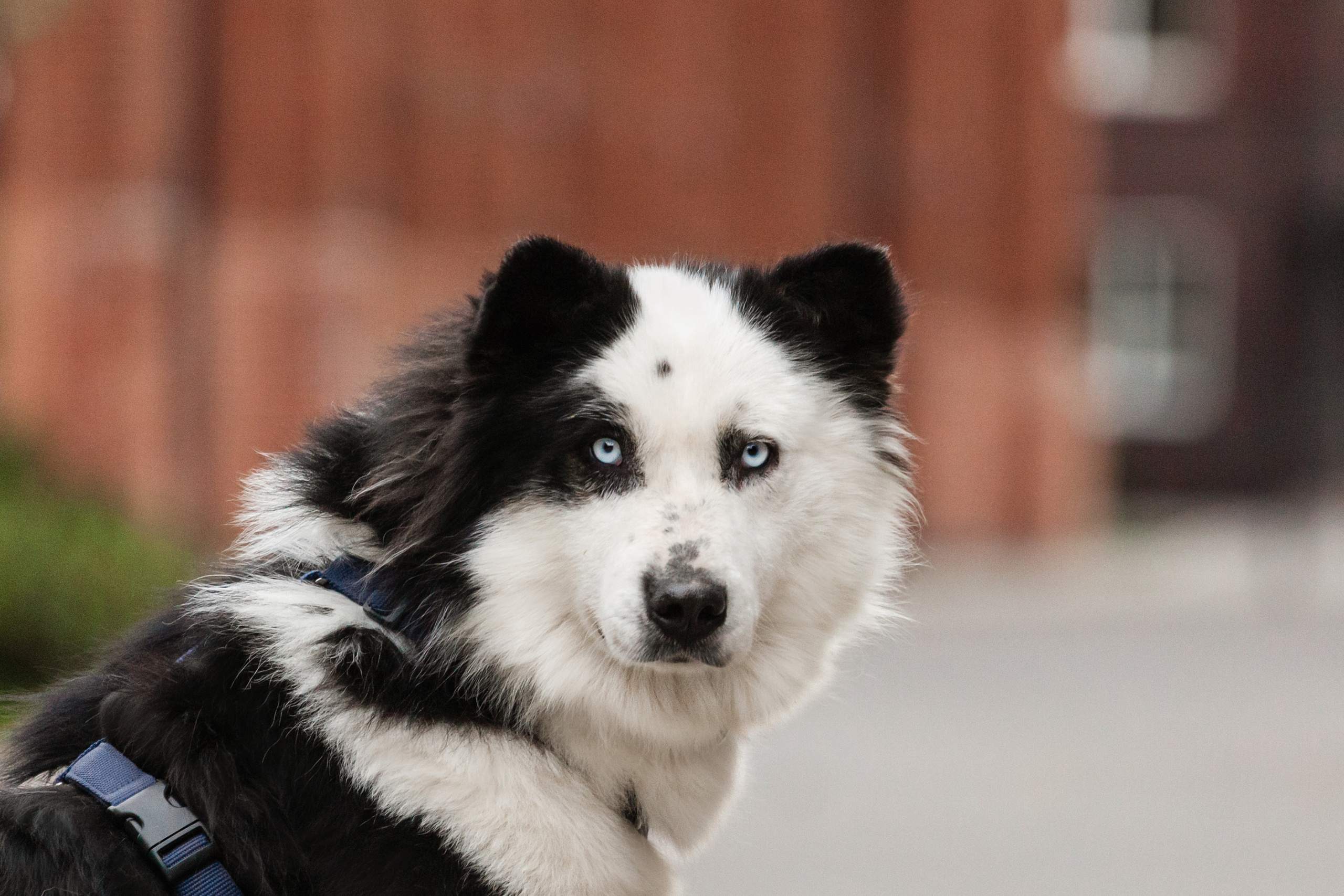 Чех 2022. Фотограф-анималист Татьяна Степанова