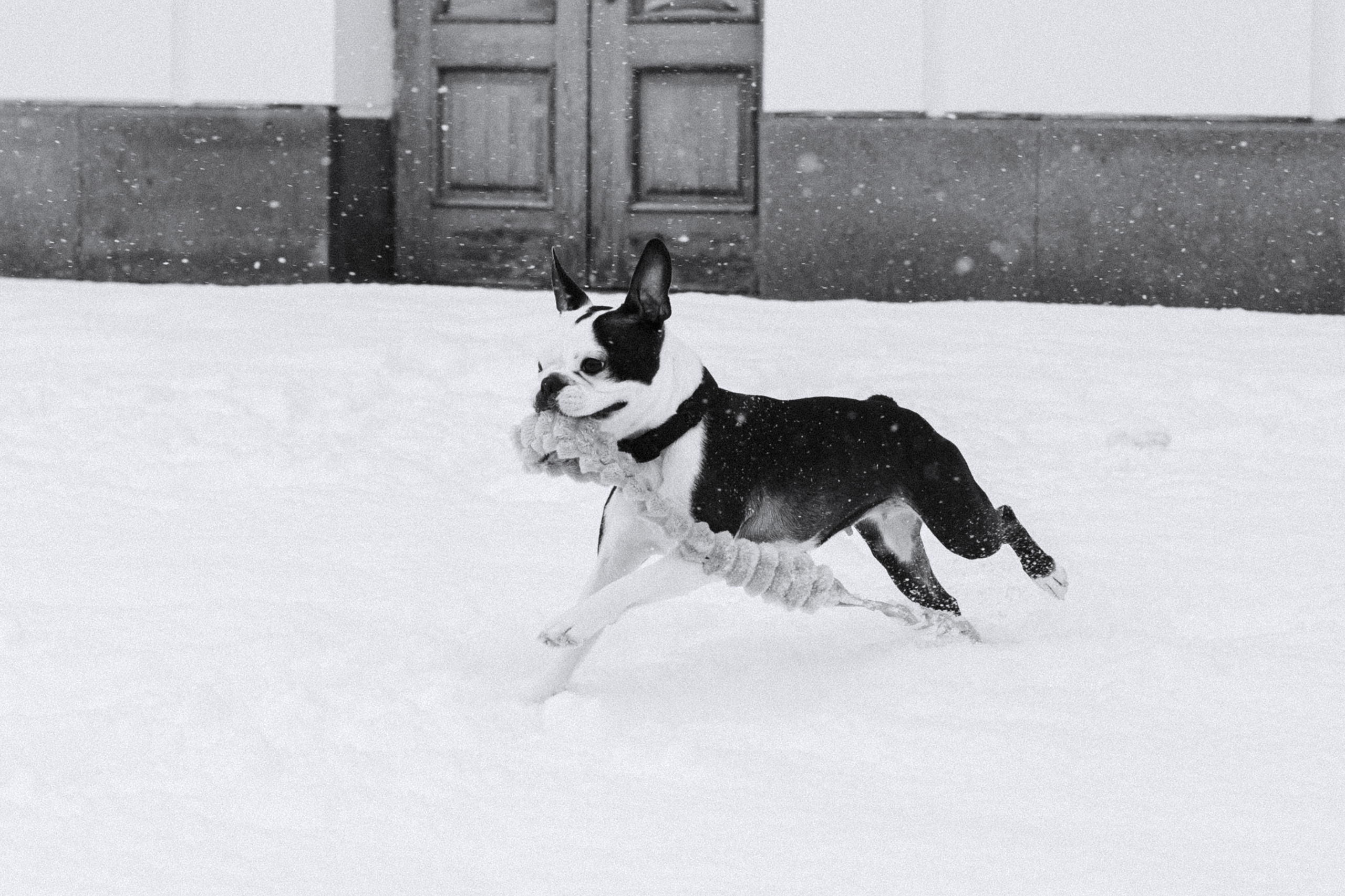 Василиса и Мира Кузнецкий мост. Фотограф-анималист Татьяна Степанова