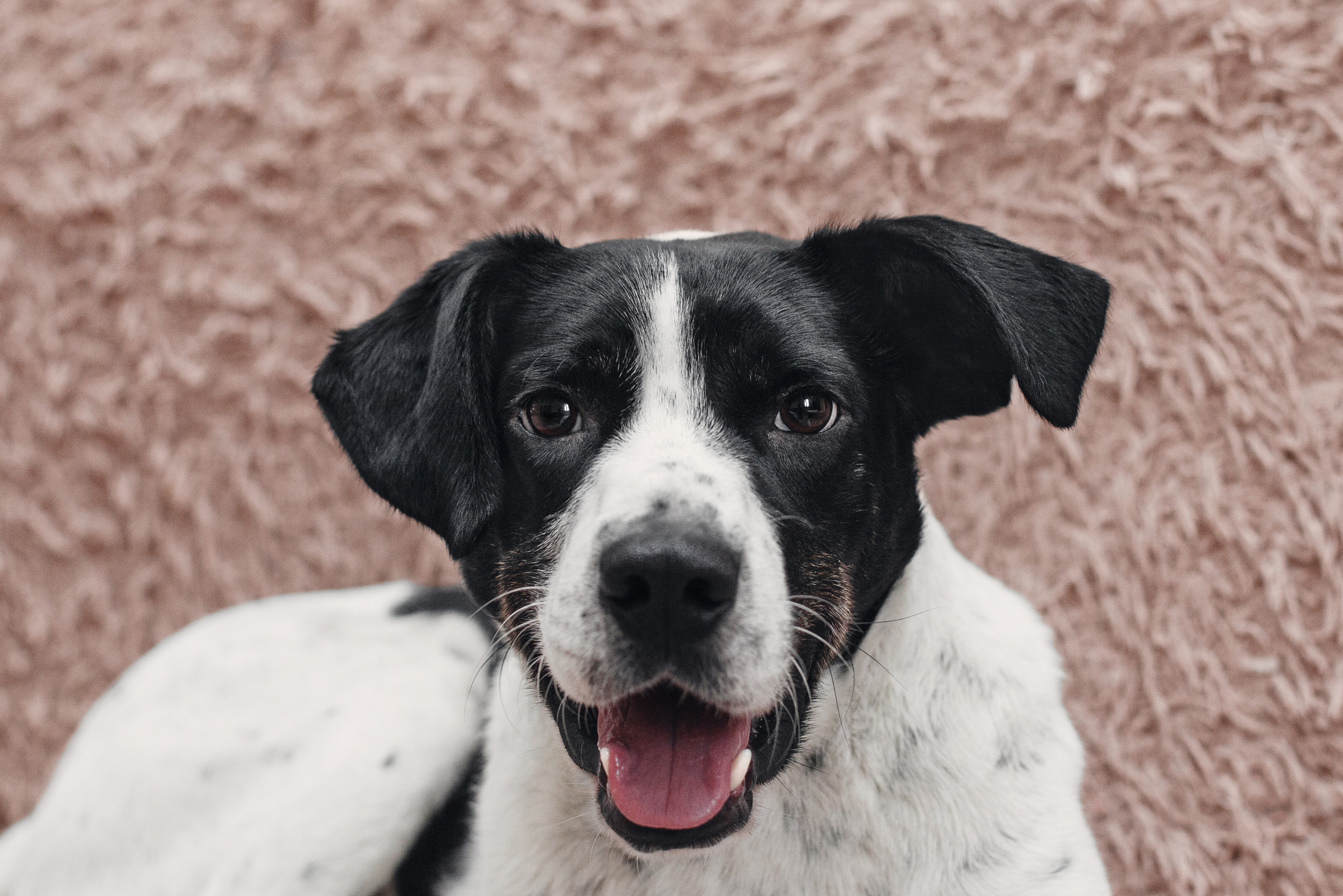 Домашняя съемка 2 собак и кошки 2023. Фотограф-анималист Татьяна Степанова