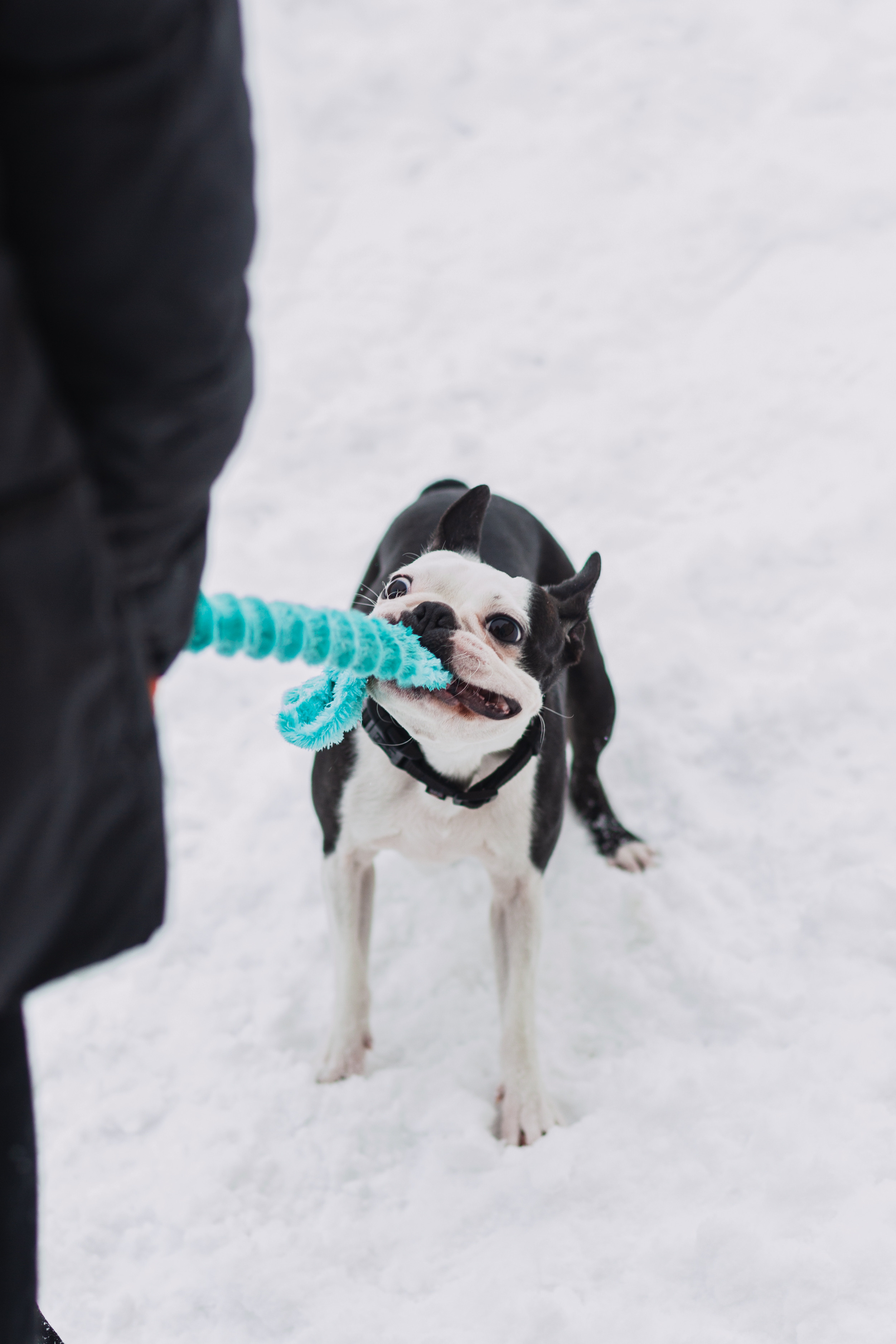 Василиса и Мира Кузнецкий мост. Фотограф-анималист Татьяна Степанова