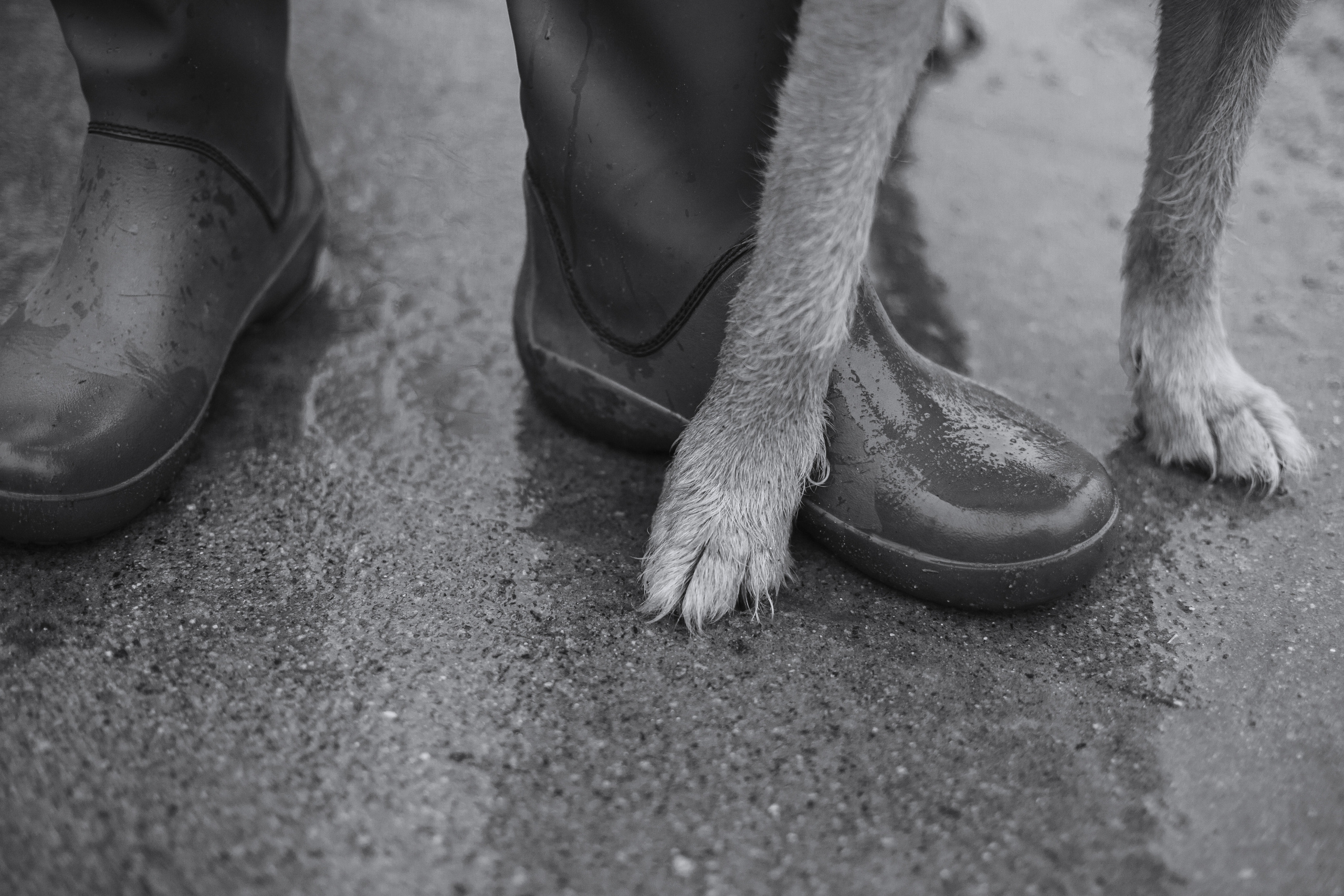 Лиза и Бренда. Фотограф-анималист Татьяна Степанова