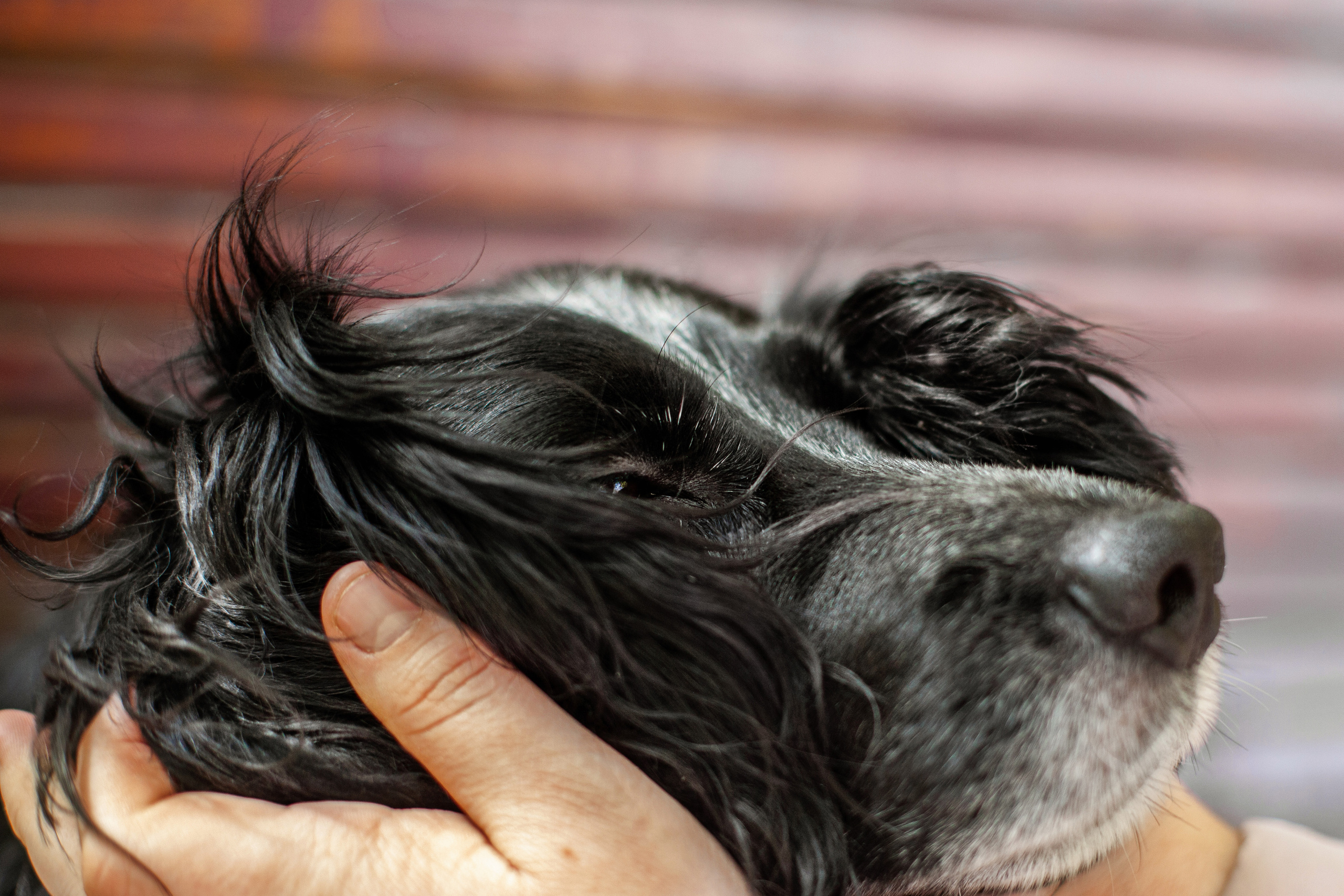 Барон и Лара 2022. Фотограф-анималист Татьяна Степанова