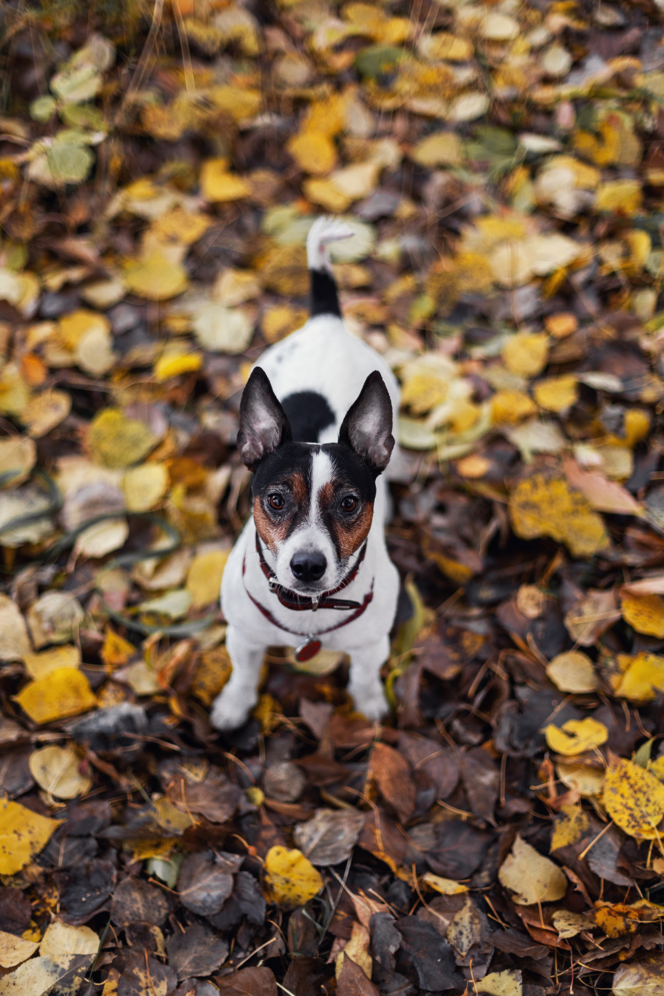 Женя, Скай и Арти в ПКИО Северное Тушино. Фотограф-анималист Татьяна Степанова