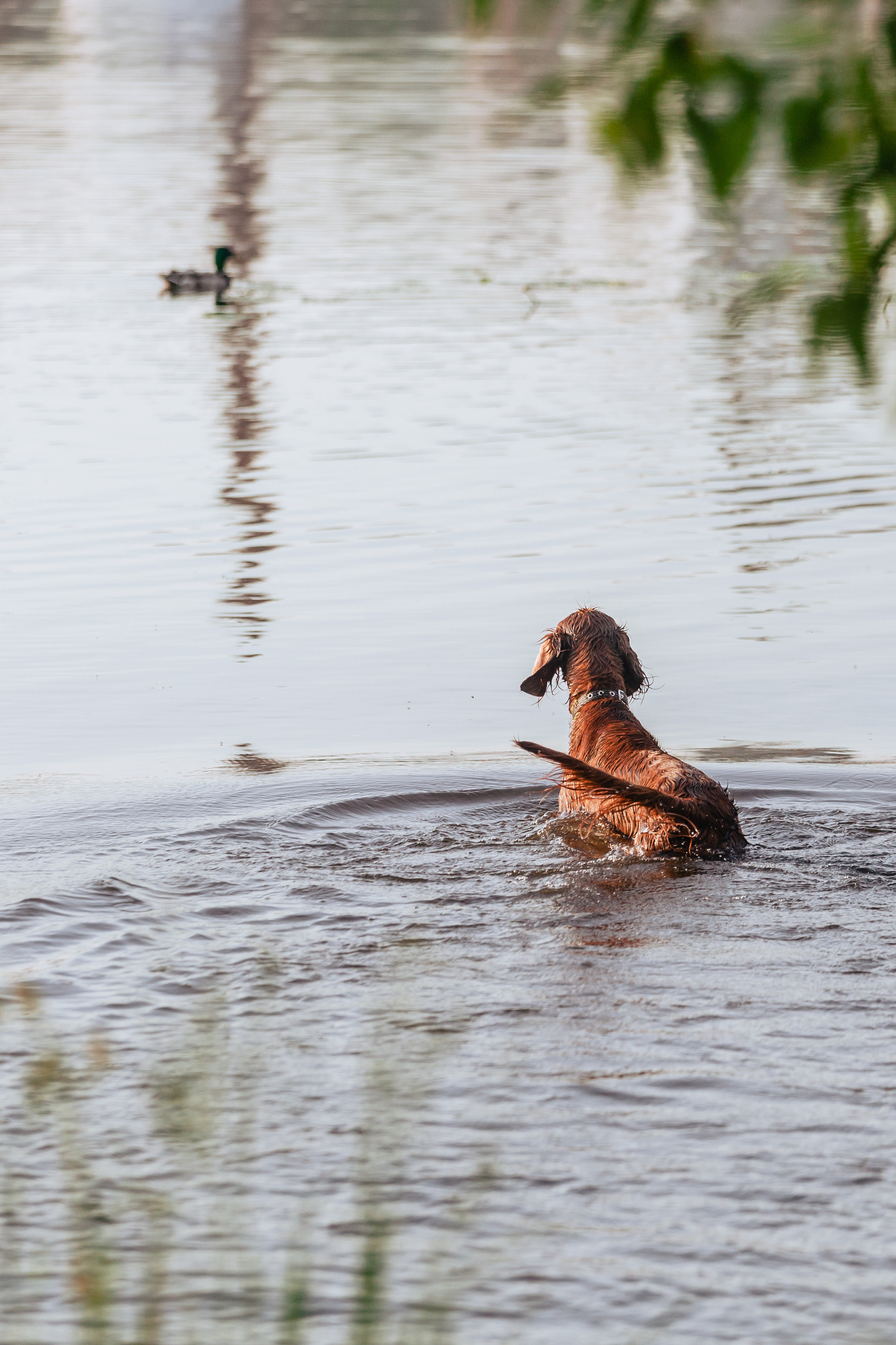 Рассветная съемка в ПКИО Северное Тушино. Фотограф-анималист Татьяна Степанова
