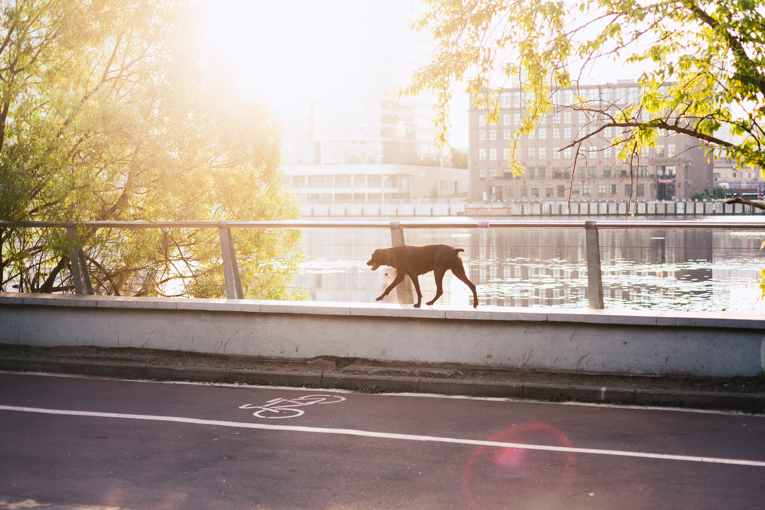 Рассветная съемка в ПКИО Северное Тушино. Фотограф-анималист Татьяна Степанова