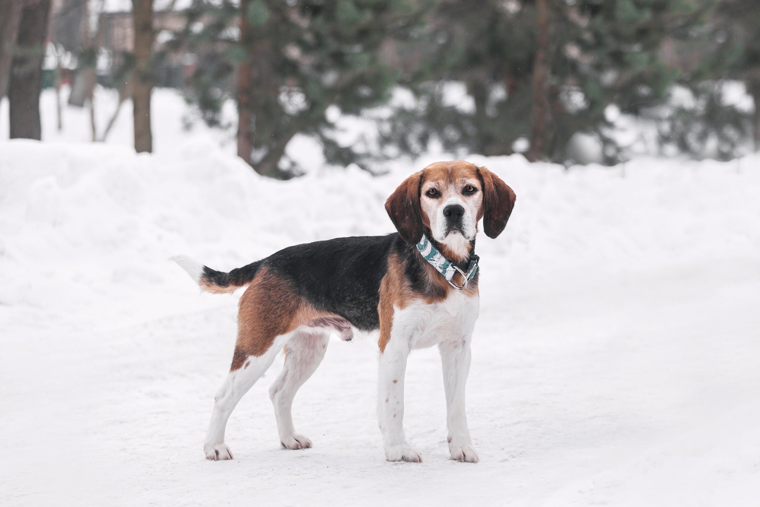Группа помощи Дом для бигля 2023. Фотограф-анималист Татьяна Степанова