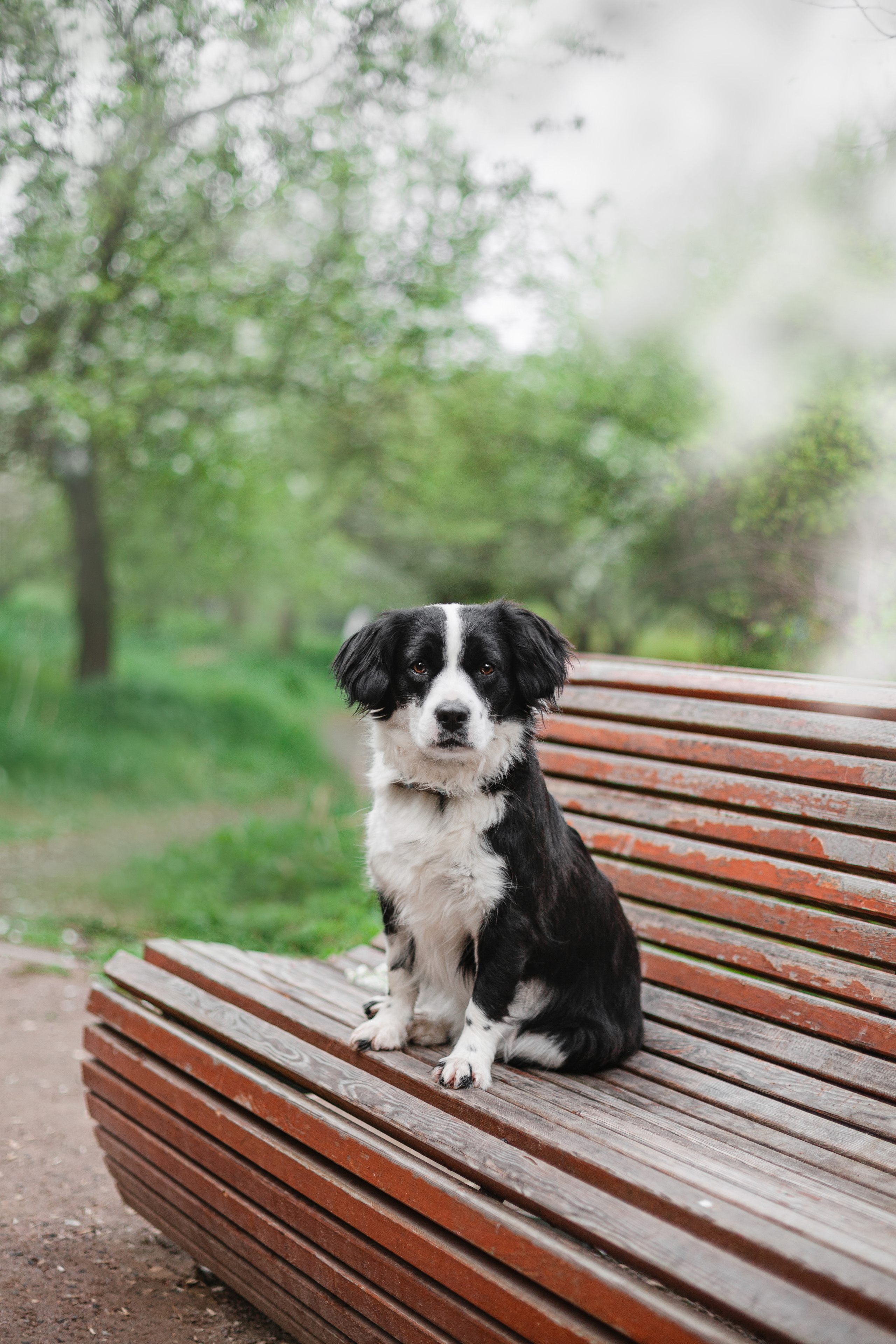 Съемка 3 собак в цветении 2023. Фотограф-анималист Татьяна Степанова