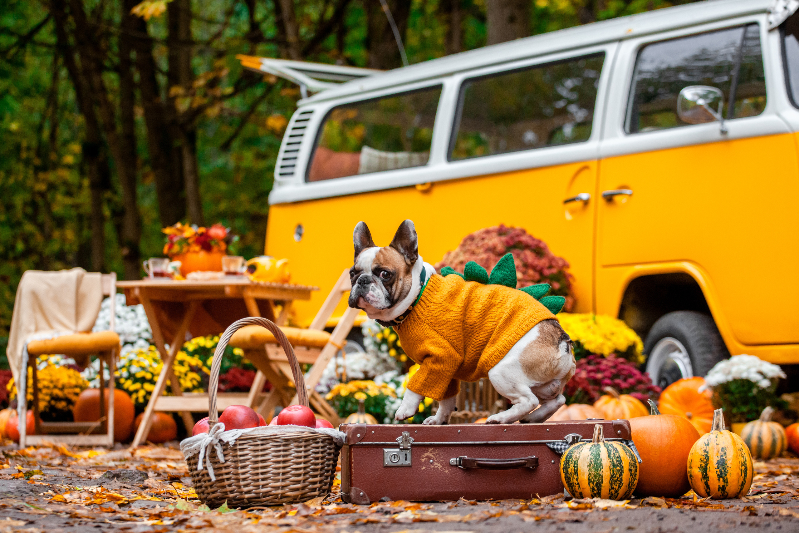 Съемка с ретро автобусом. Фотограф-анималист Татьяна Степанова