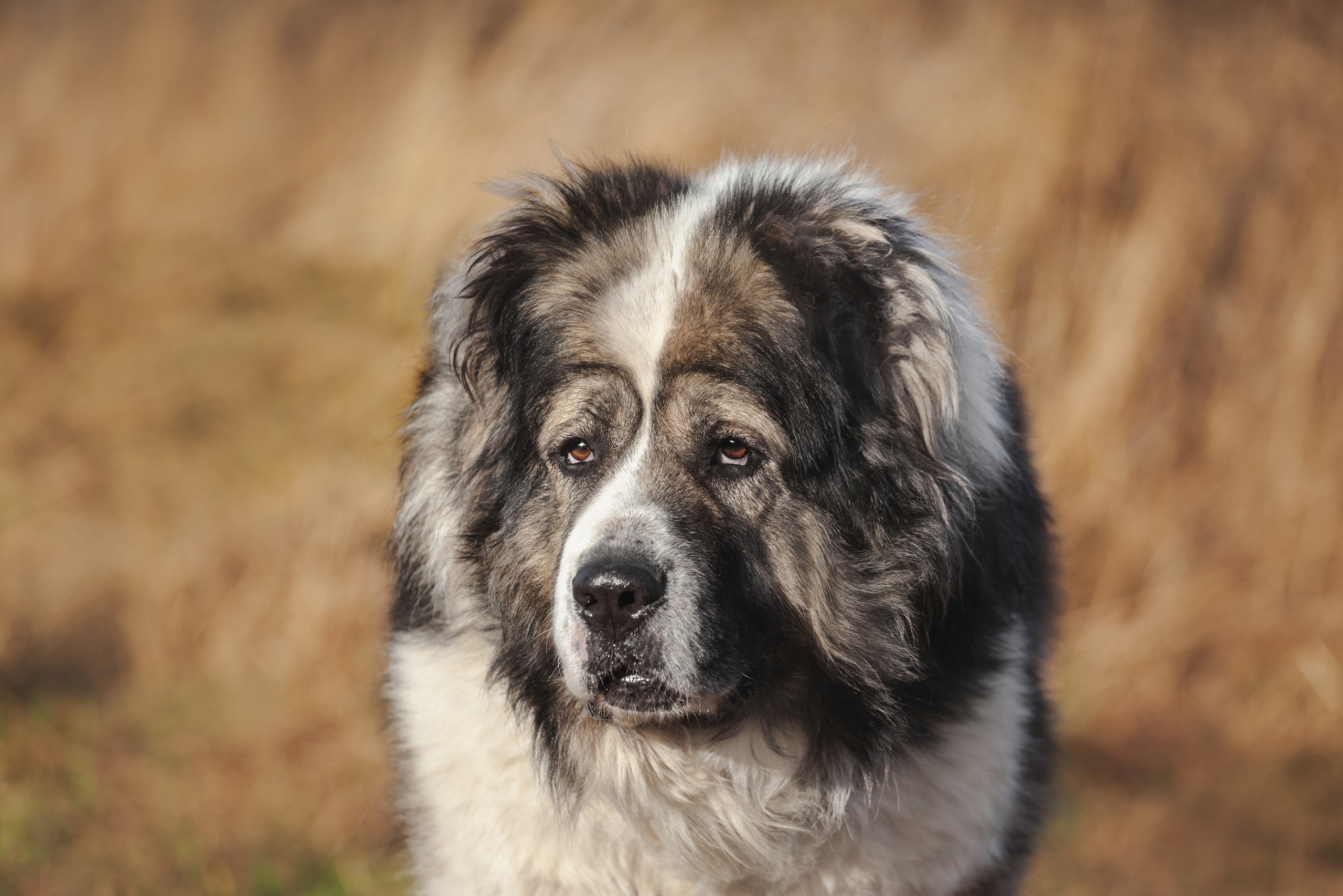 Фонд помощи кавказским овчаркам (Дудусик дог) 2022. Фотограф-анималист Татьяна Степанова