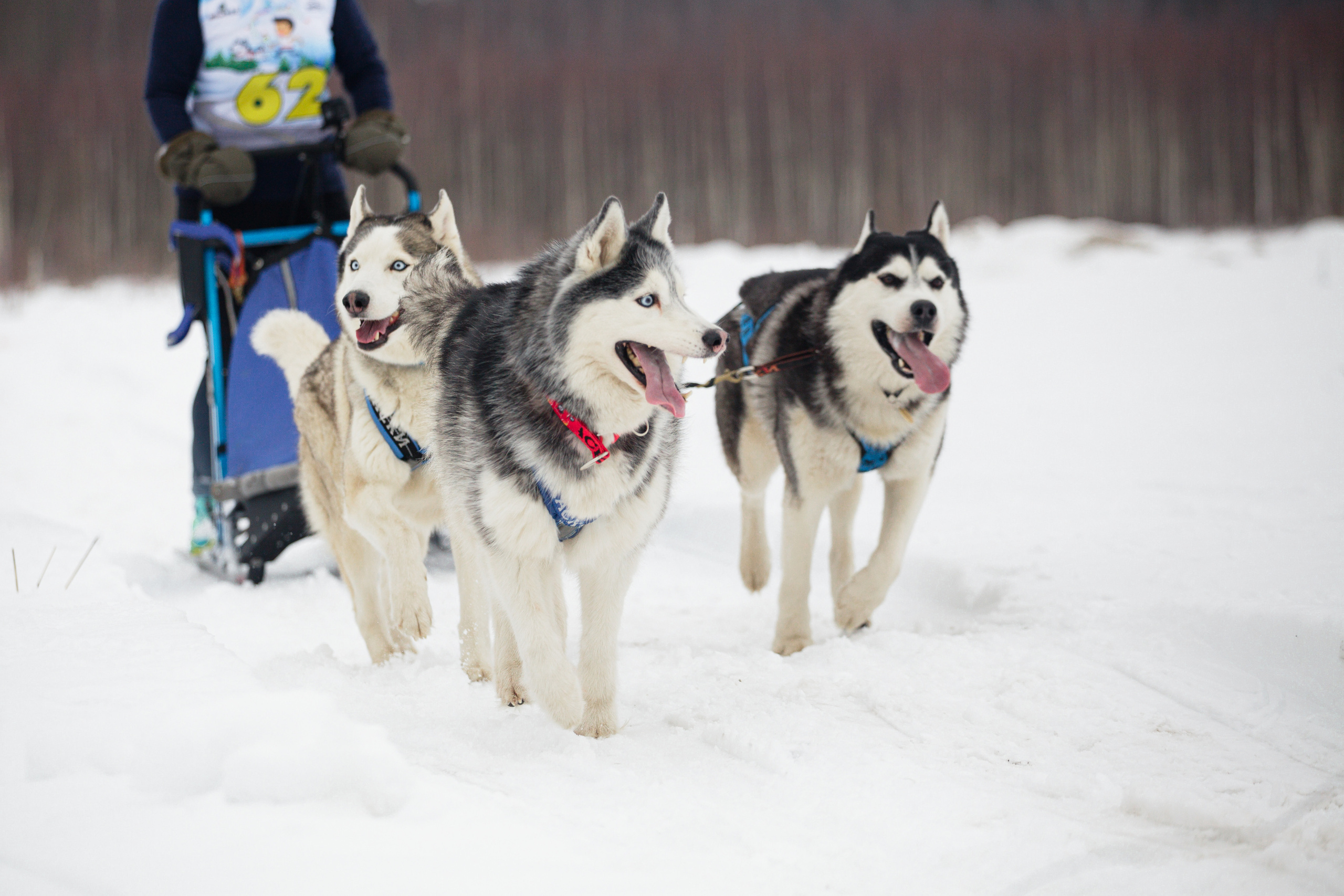 Холодные игры 28 февраля 2022. Фотограф-анималист Татьяна Степанова