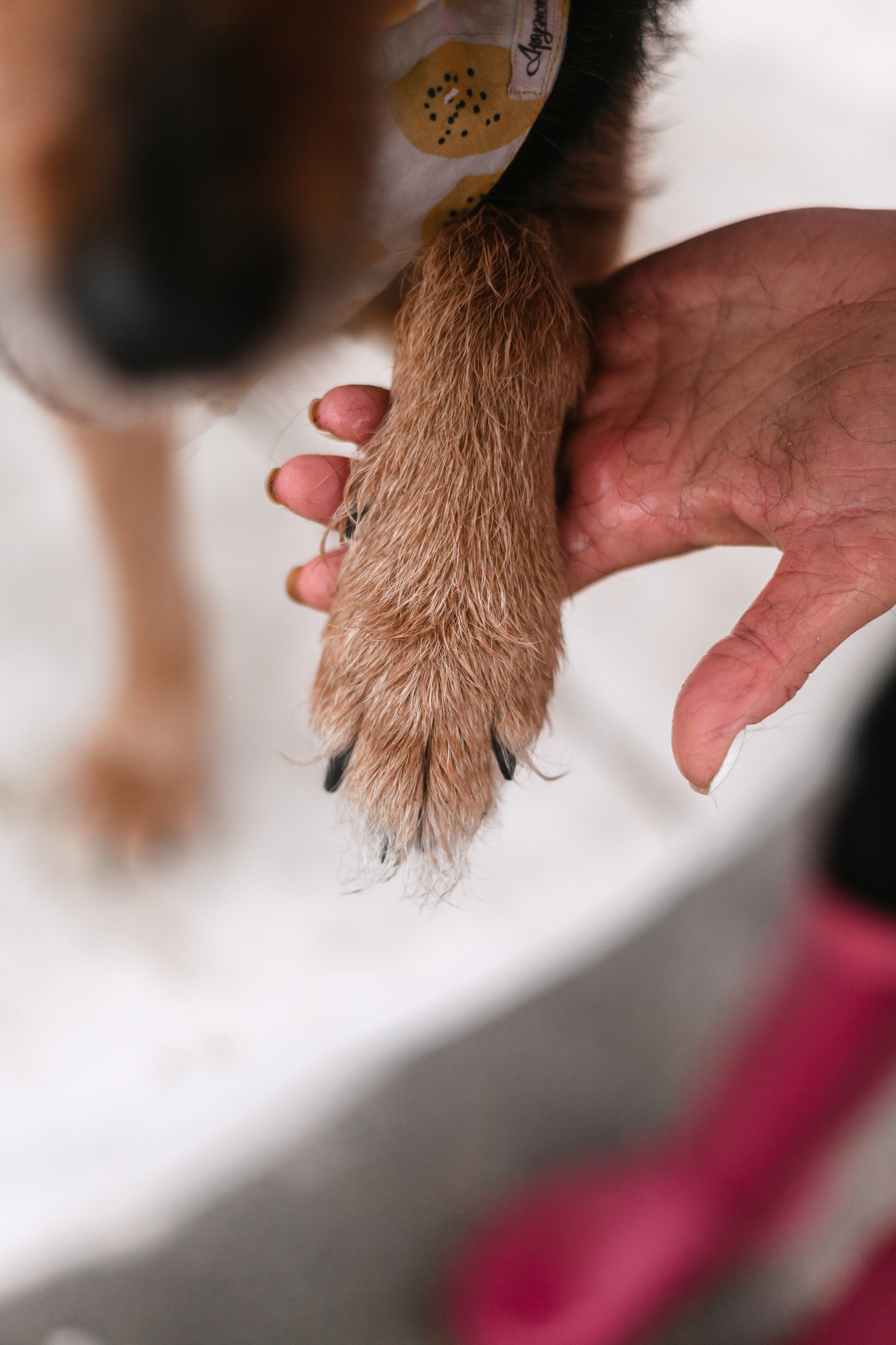 Лиза и Бренда. Фотограф-анималист Татьяна Степанова