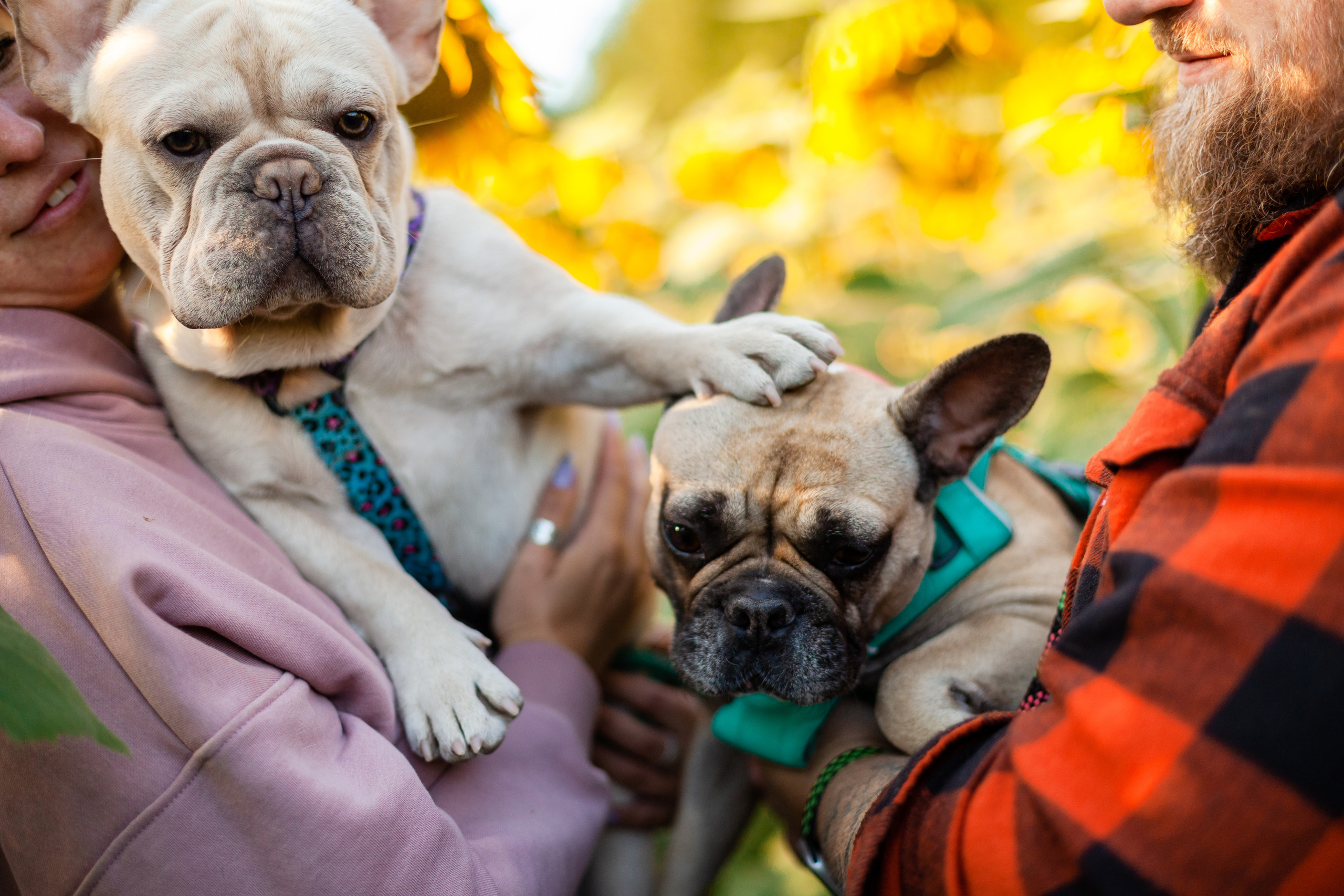 Коломна, стога и подсолнухи. Фотограф-анималист Татьяна Степанова