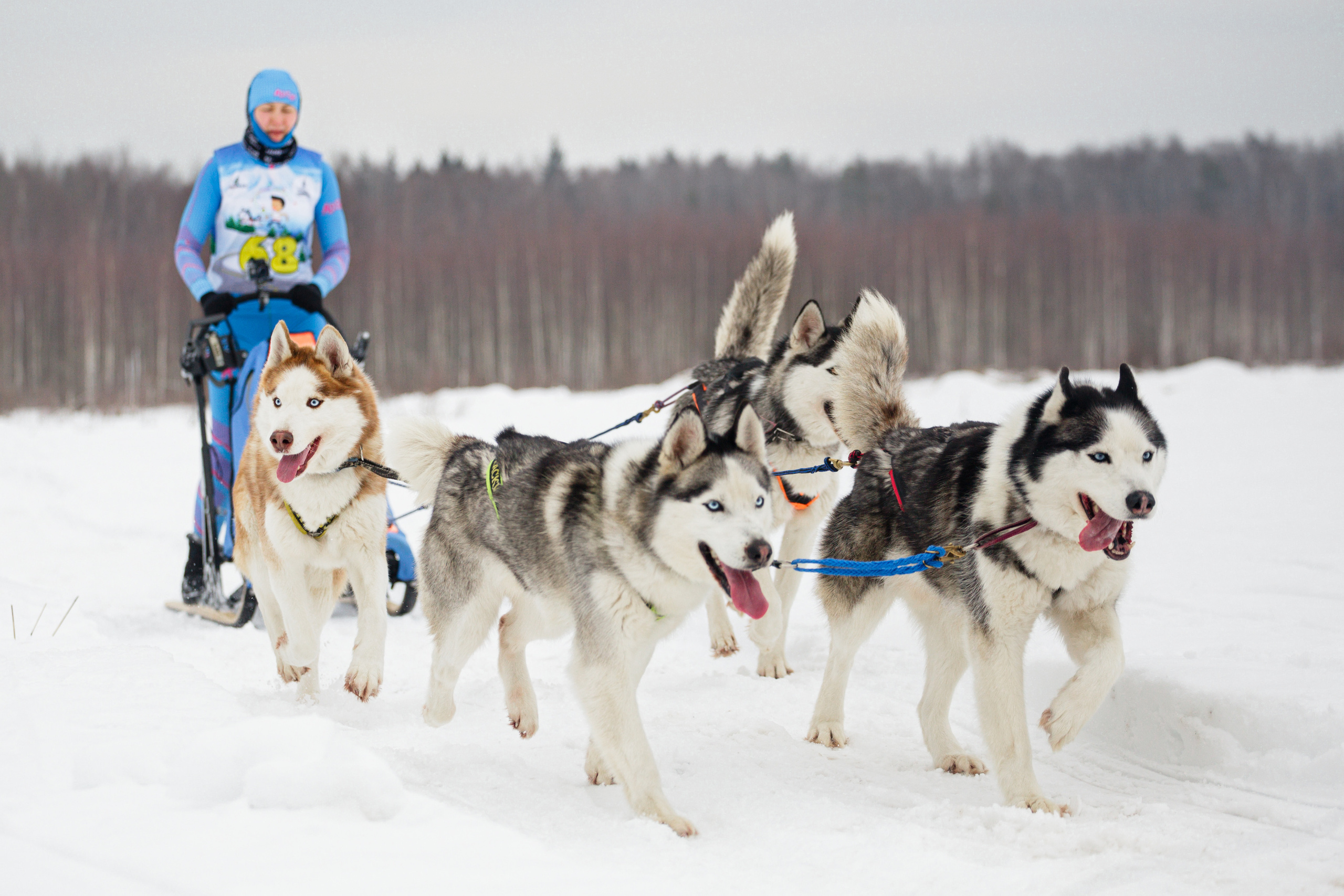 Холодные игры 28 февраля 2022. Фотограф-анималист Татьяна Степанова