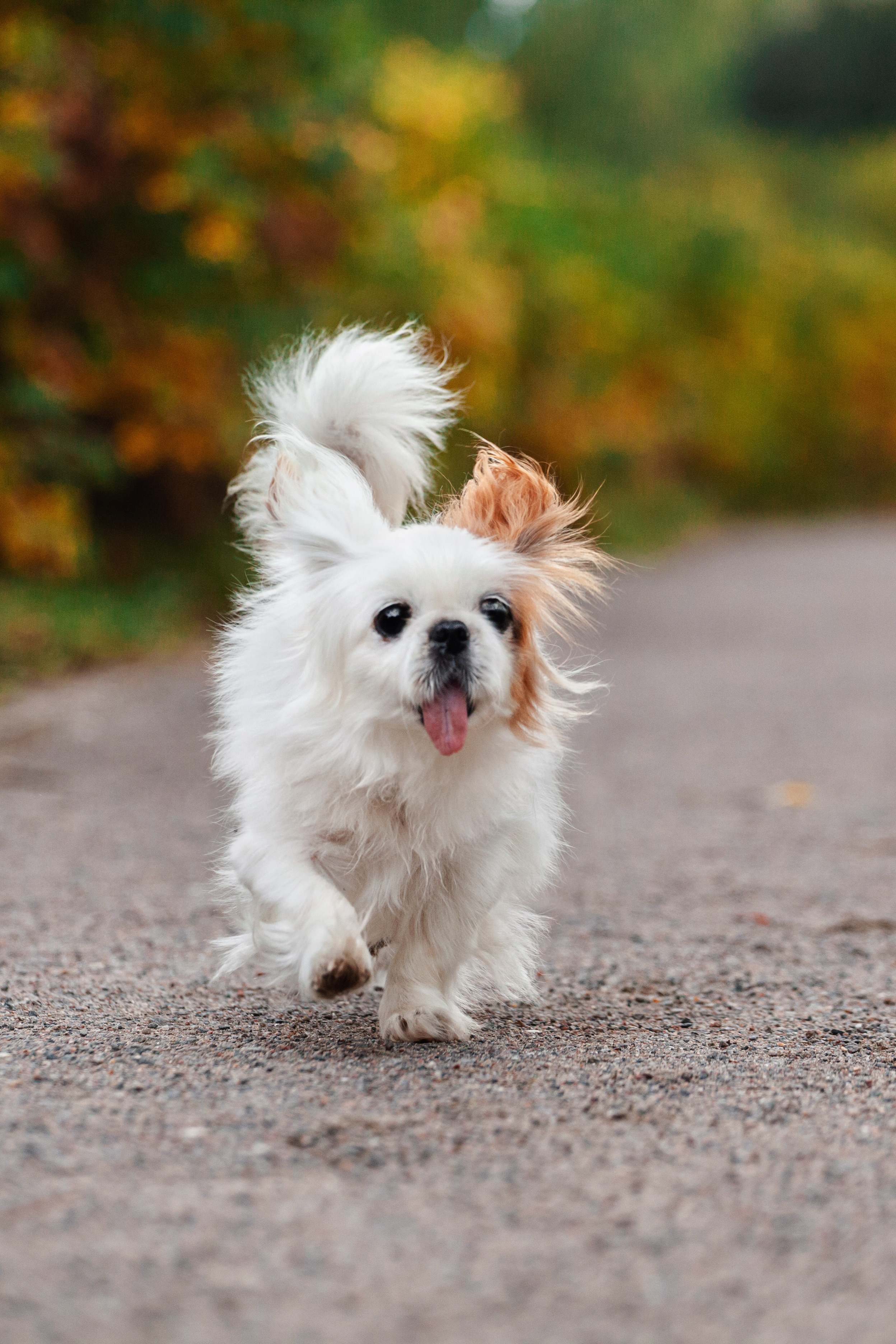 Лукас и Бусинка 2022. Фотограф-анималист Татьяна Степанова