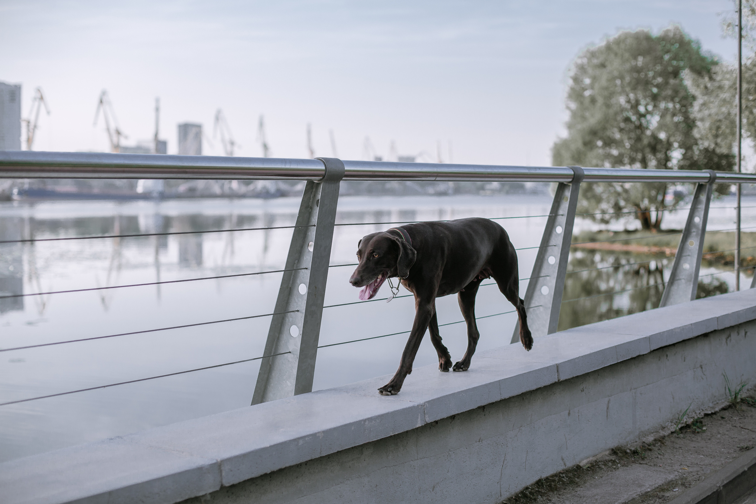 Рассветная съемка в ПКИО Северное Тушино. Фотограф-анималист Татьяна Степанова