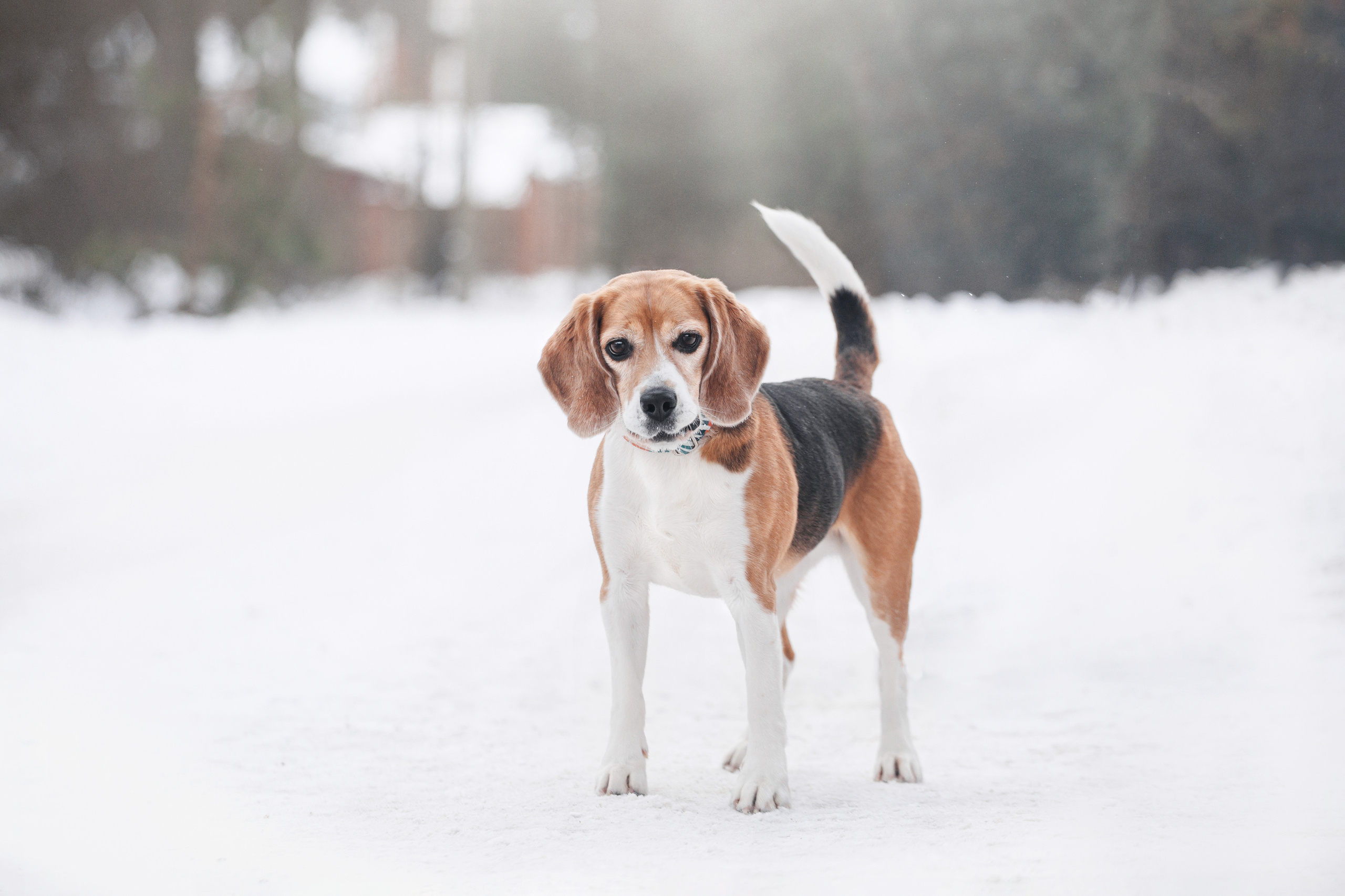 Группа помощи Дом для бигля 2023. Фотограф-анималист Татьяна Степанова