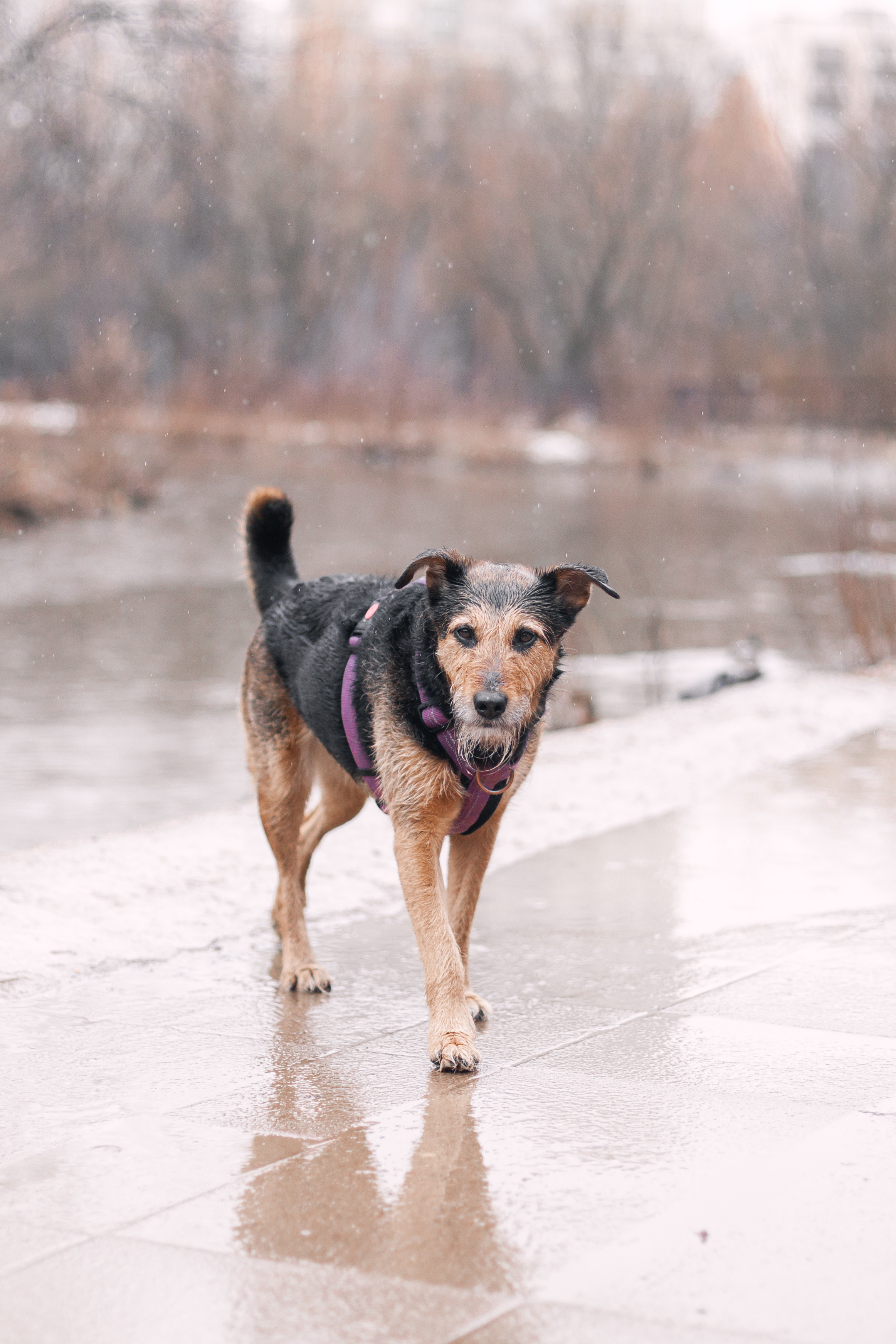 Лиза и Бренда. Фотограф-анималист Татьяна Степанова
