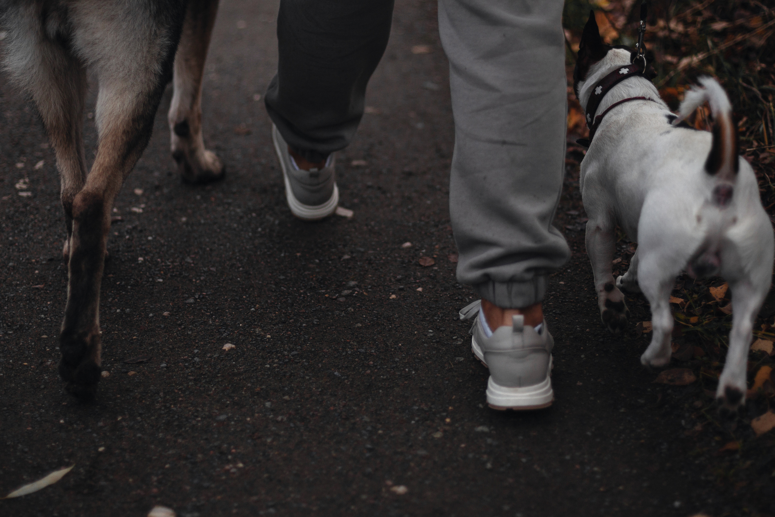 Женя, Скай и Арти в ПКИО Северное Тушино. Фотограф-анималист Татьяна Степанова