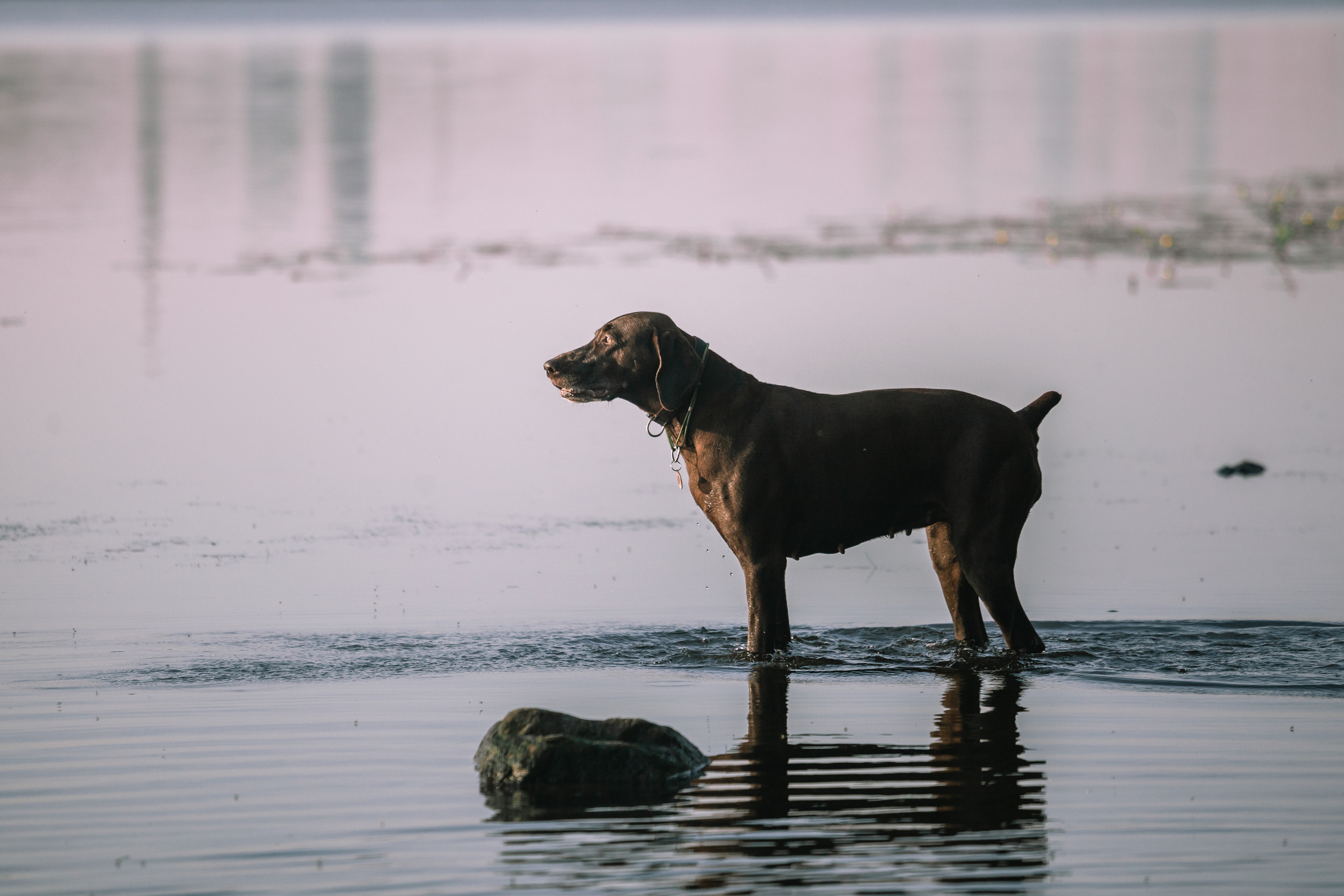 Рассветная съемка в ПКИО Северное Тушино. Фотограф-анималист Татьяна Степанова