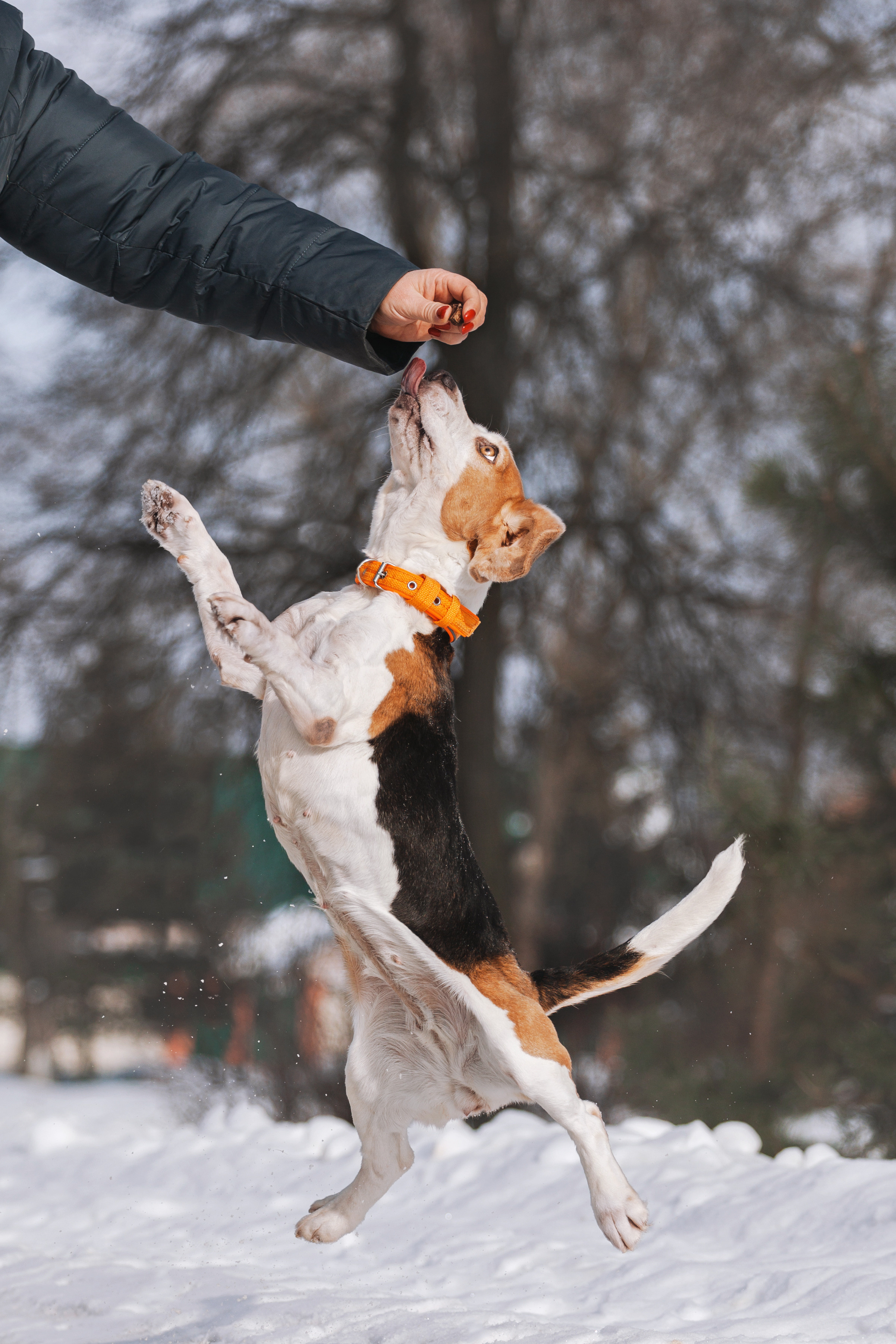 Группа помощи Дом для бигля 2023. Фотограф-анималист Татьяна Степанова