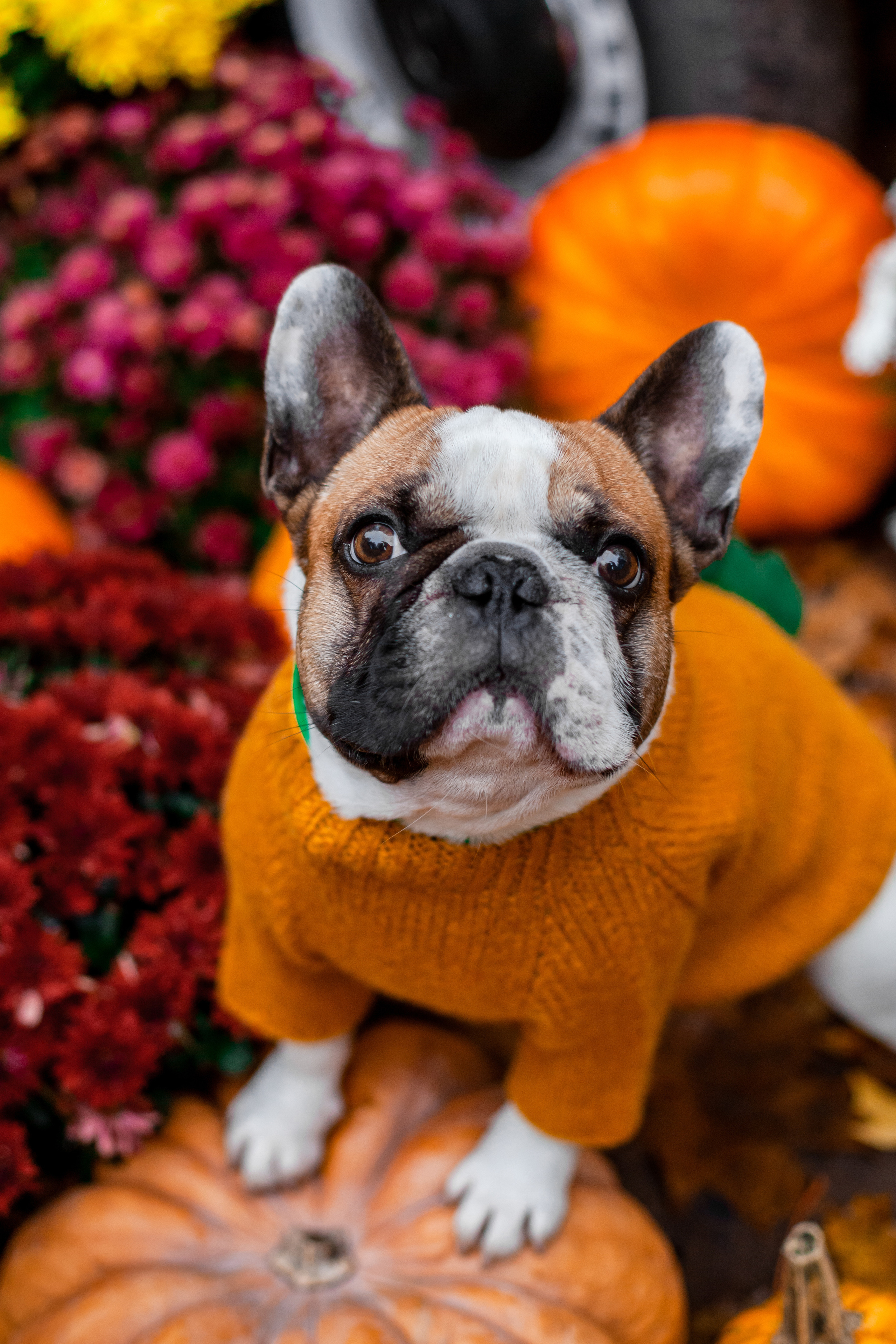 Съемка с ретро автобусом. Фотограф-анималист Татьяна Степанова