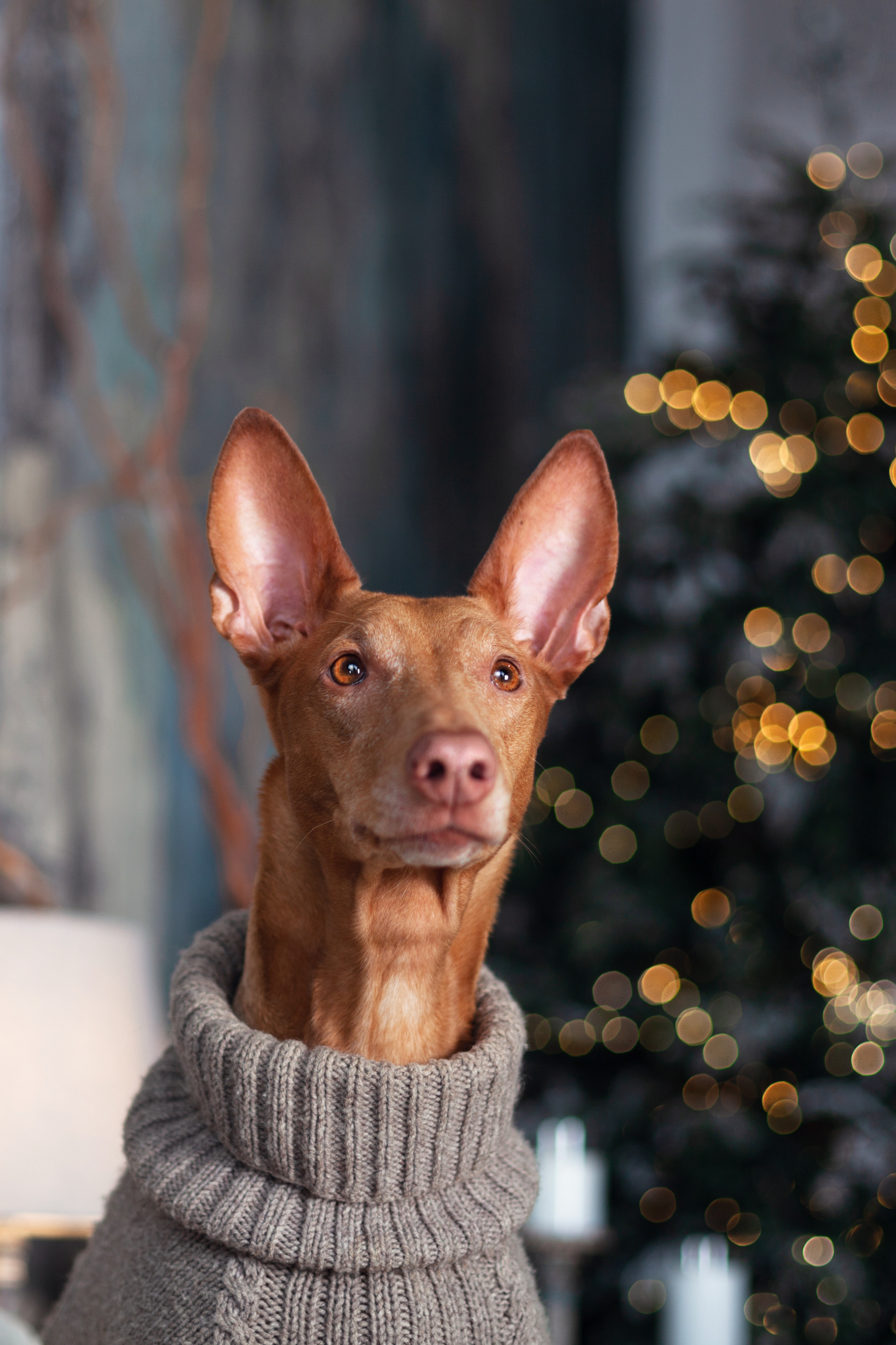 Юля и Мэри. Фотограф-анималист Татьяна Степанова