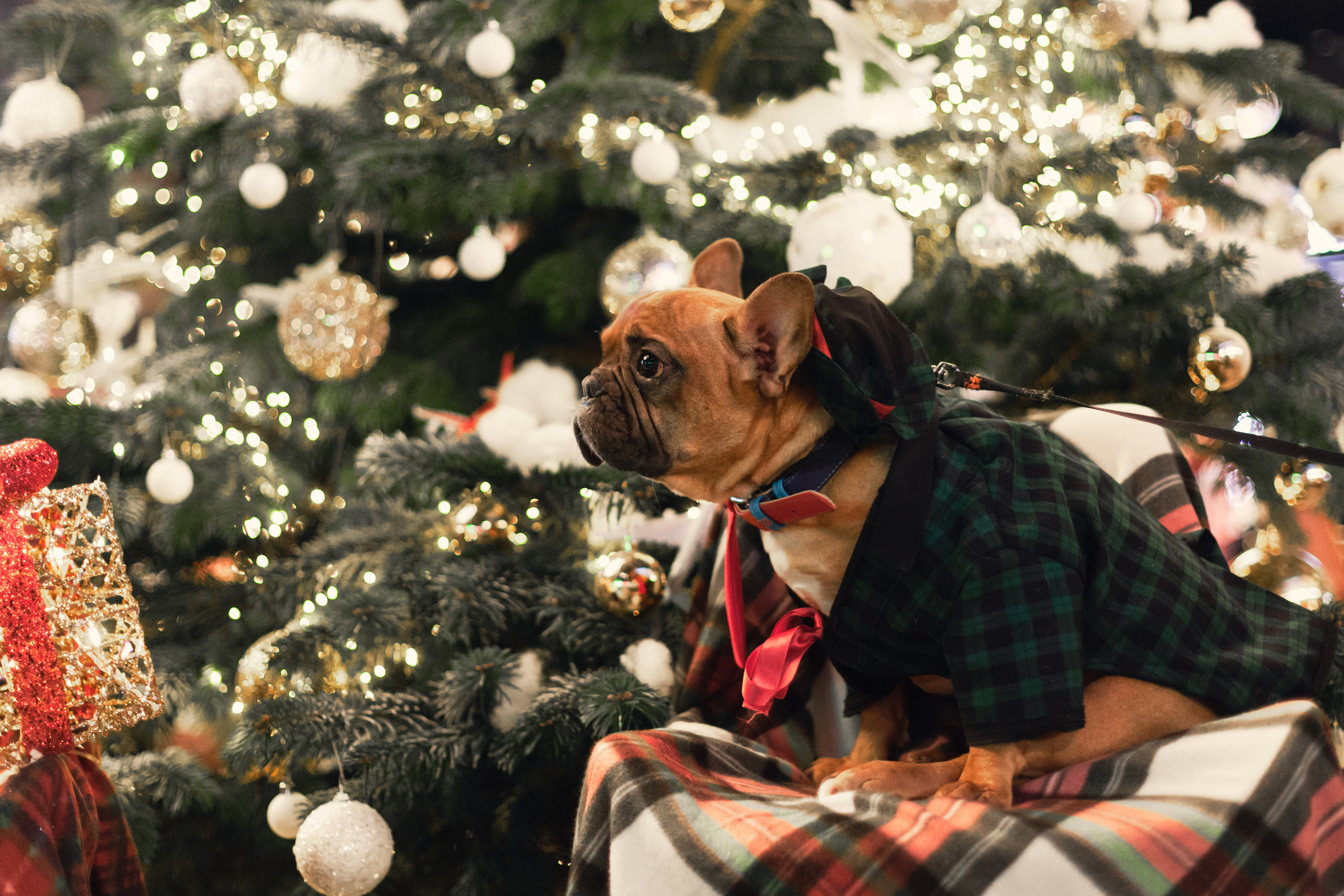 Бульелка 2022. Фотограф-анималист Татьяна Степанова