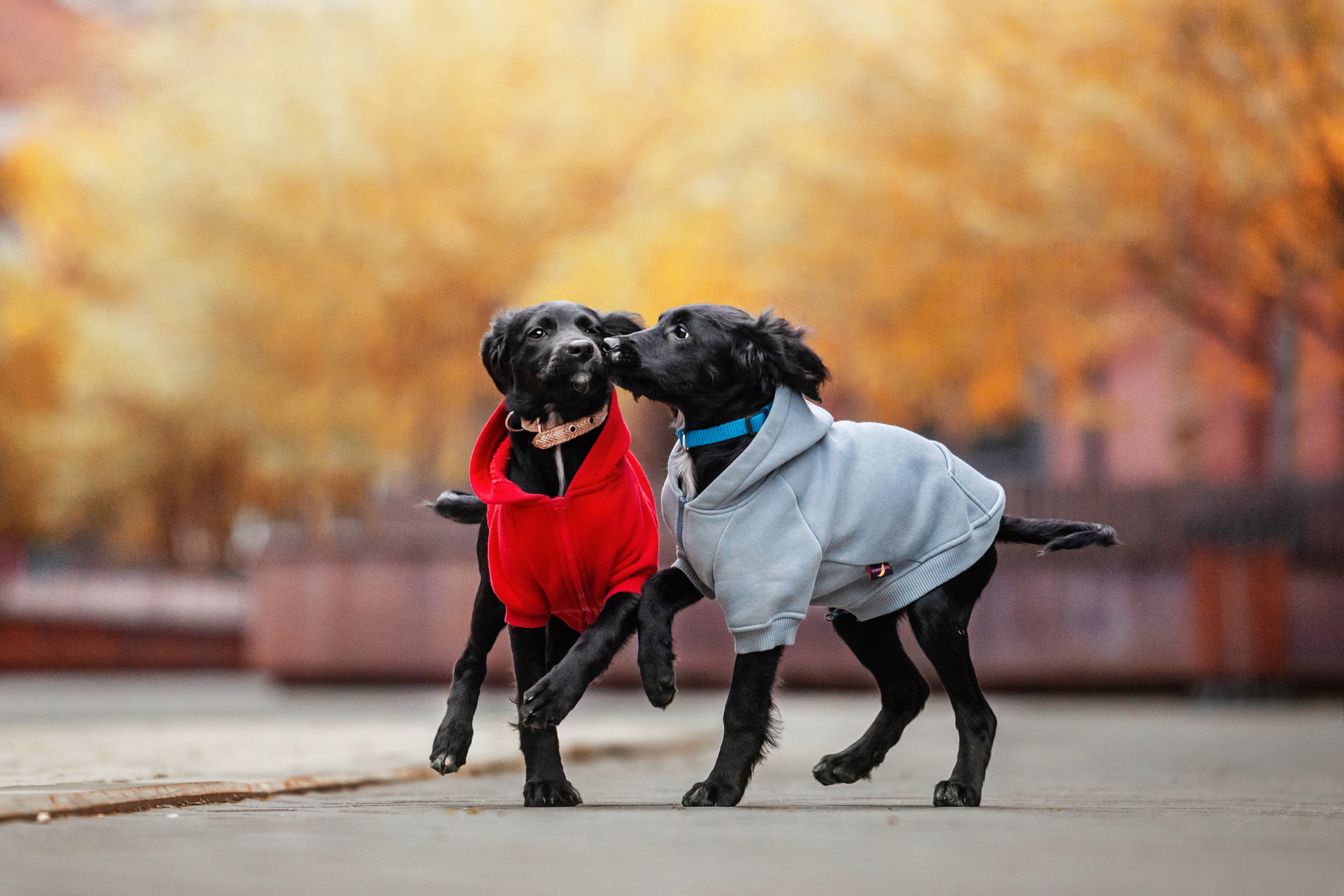 Пара щенков 2022. Фотограф-анималист Татьяна Степанова
