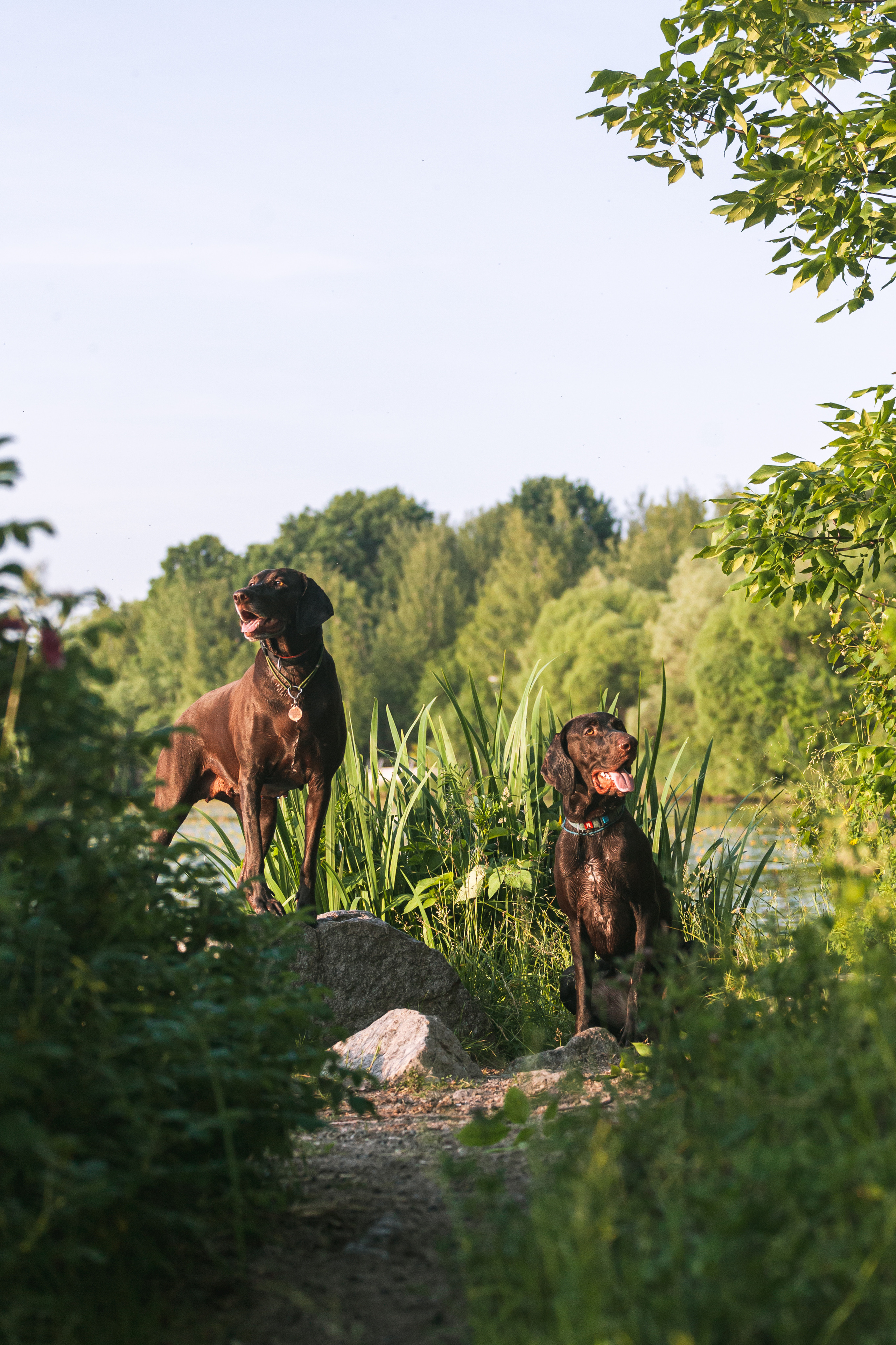 Рассветная съемка в ПКИО Северное Тушино. Фотограф-анималист Татьяна Степанова