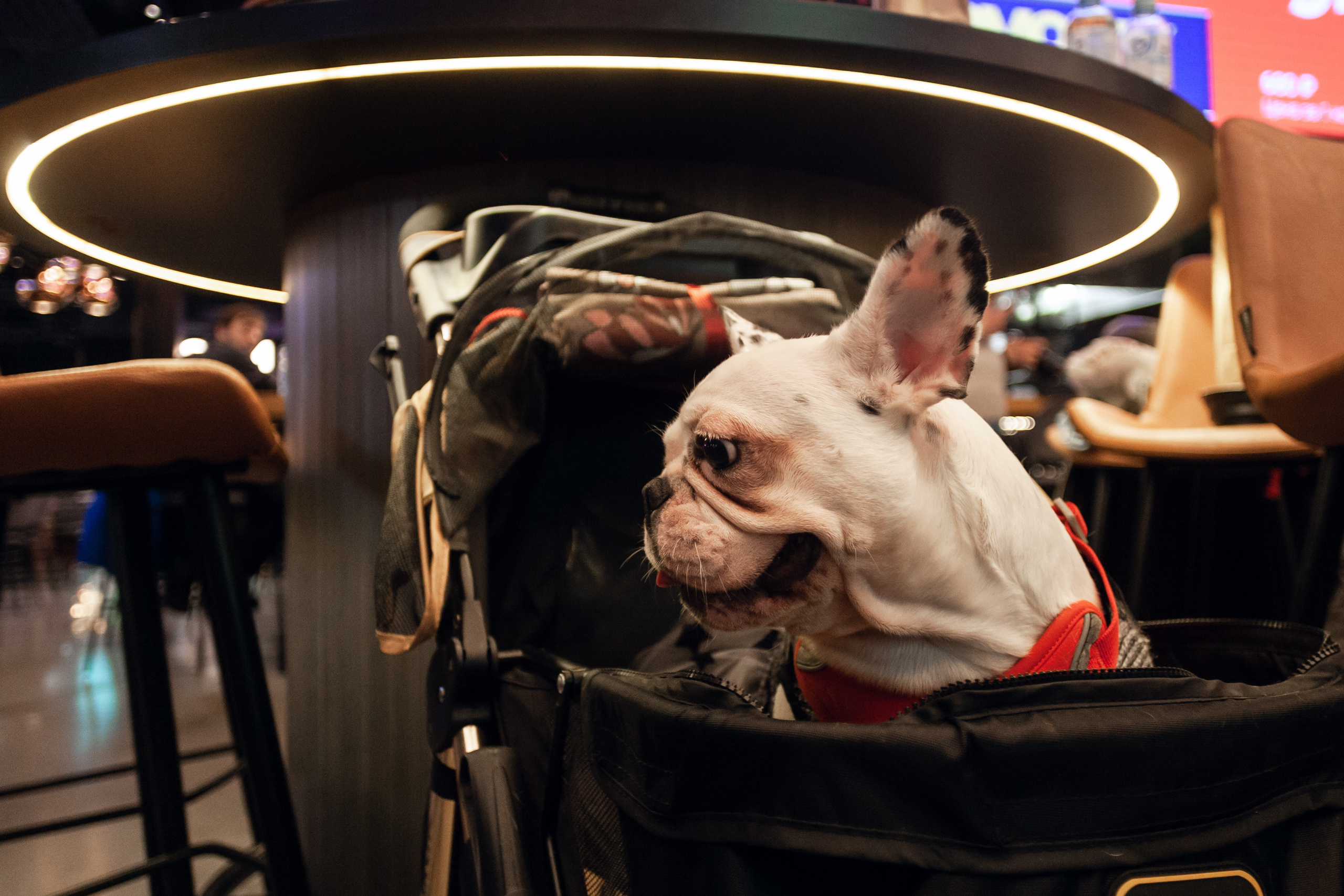 Бульелка 2022. Фотограф-анималист Татьяна Степанова