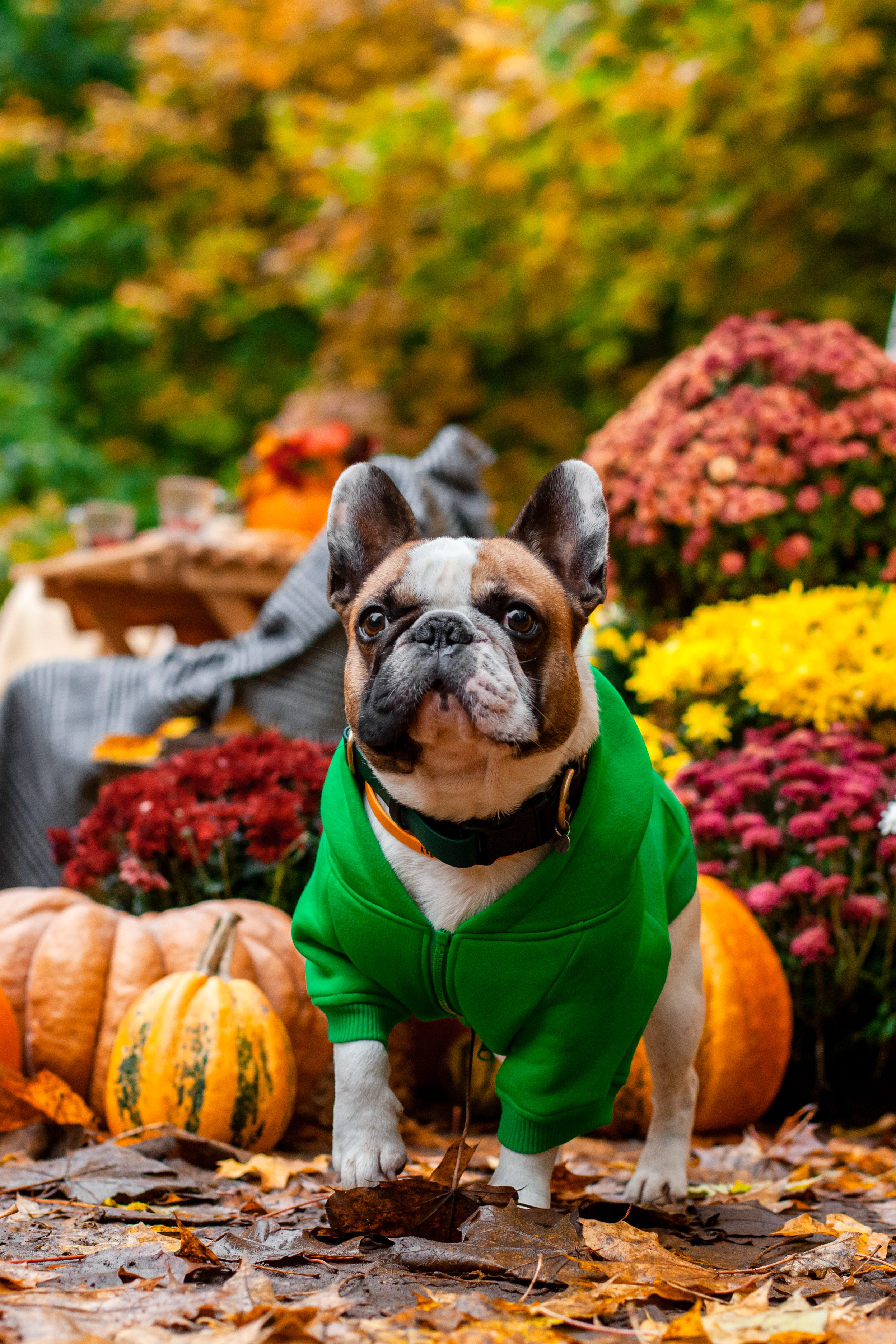 Съемка с ретро автобусом. Фотограф-анималист Татьяна Степанова