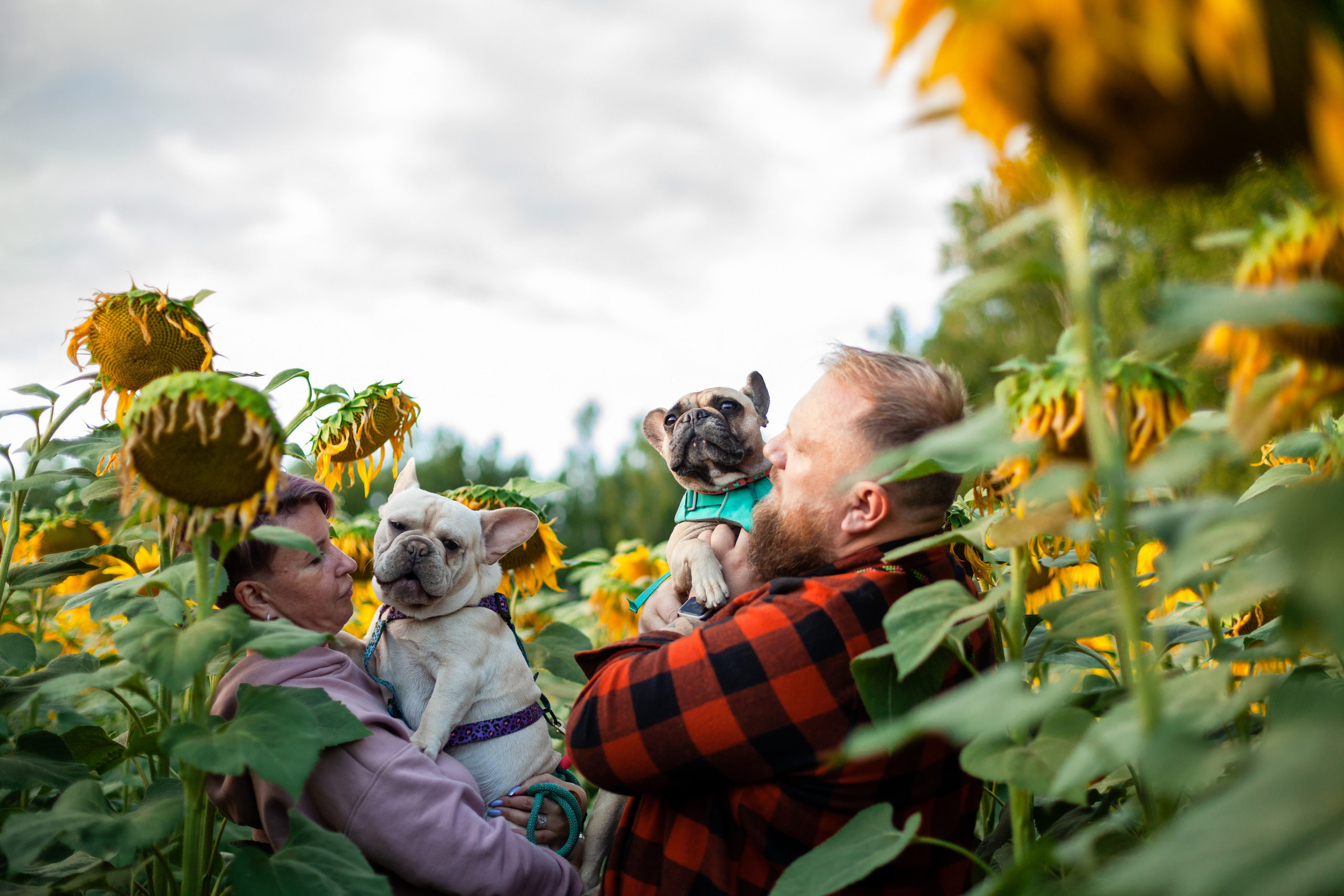 Коломна, стога и подсолнухи. Фотограф-анималист Татьяна Степанова