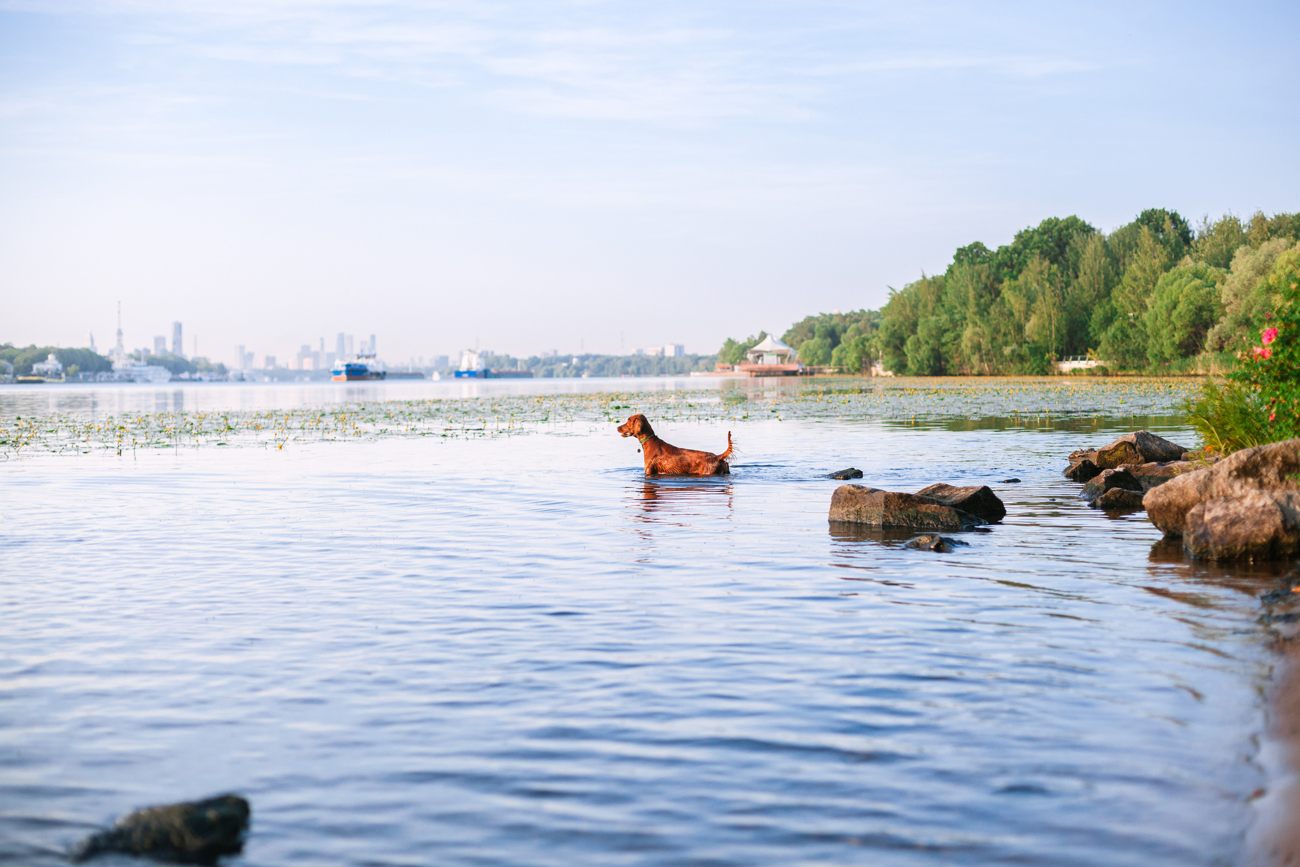 Рассветная съемка в ПКИО Северное Тушино. Фотограф-анималист Татьяна Степанова
