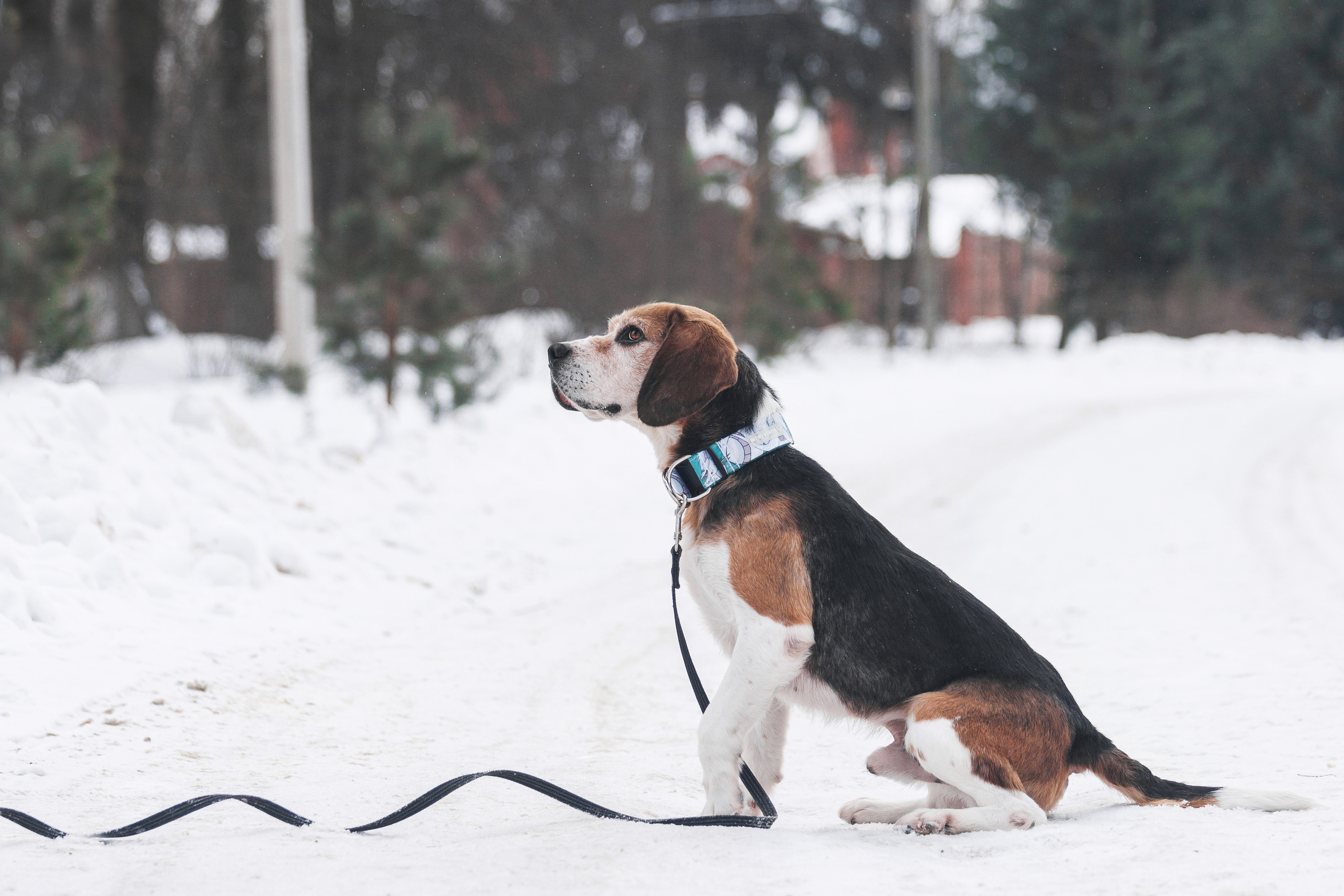Группа помощи Дом для бигля 2023. Фотограф-анималист Татьяна Степанова