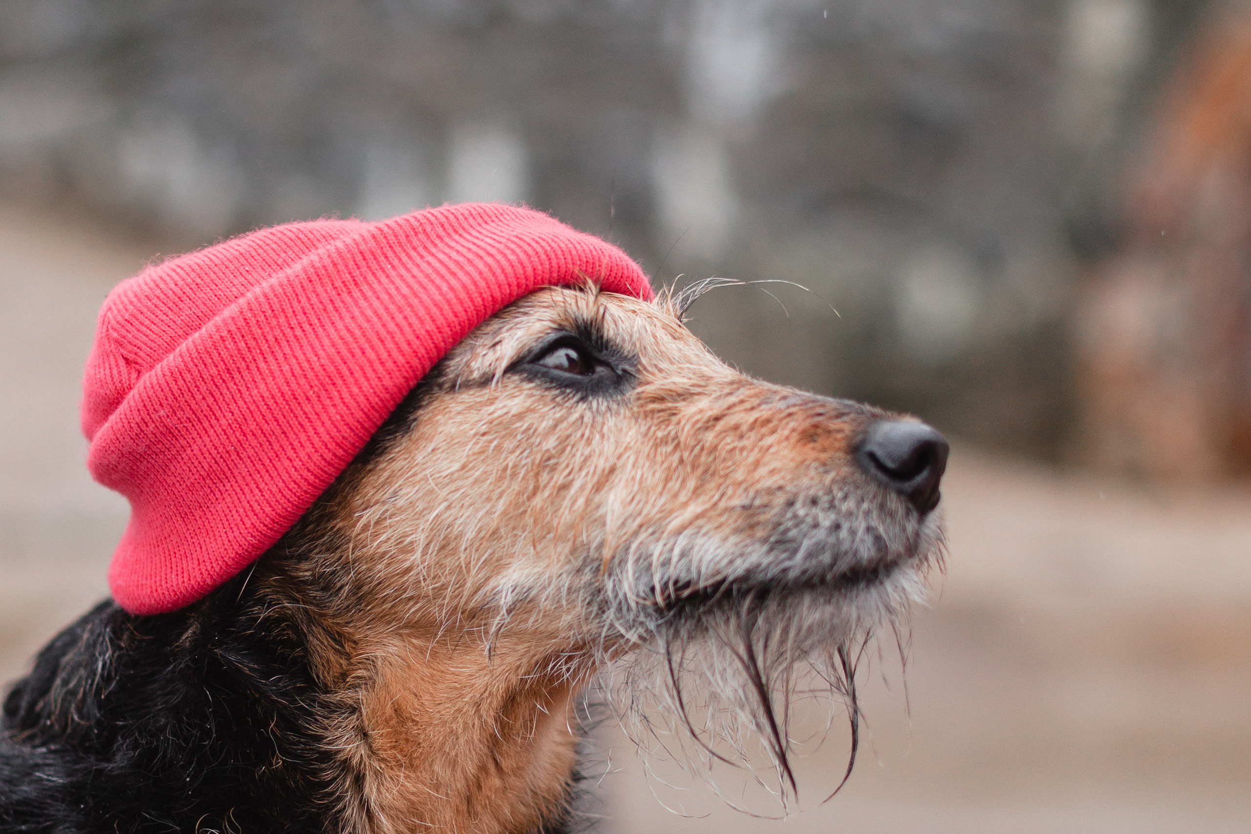 Лиза и Бренда. Фотограф-анималист Татьяна Степанова