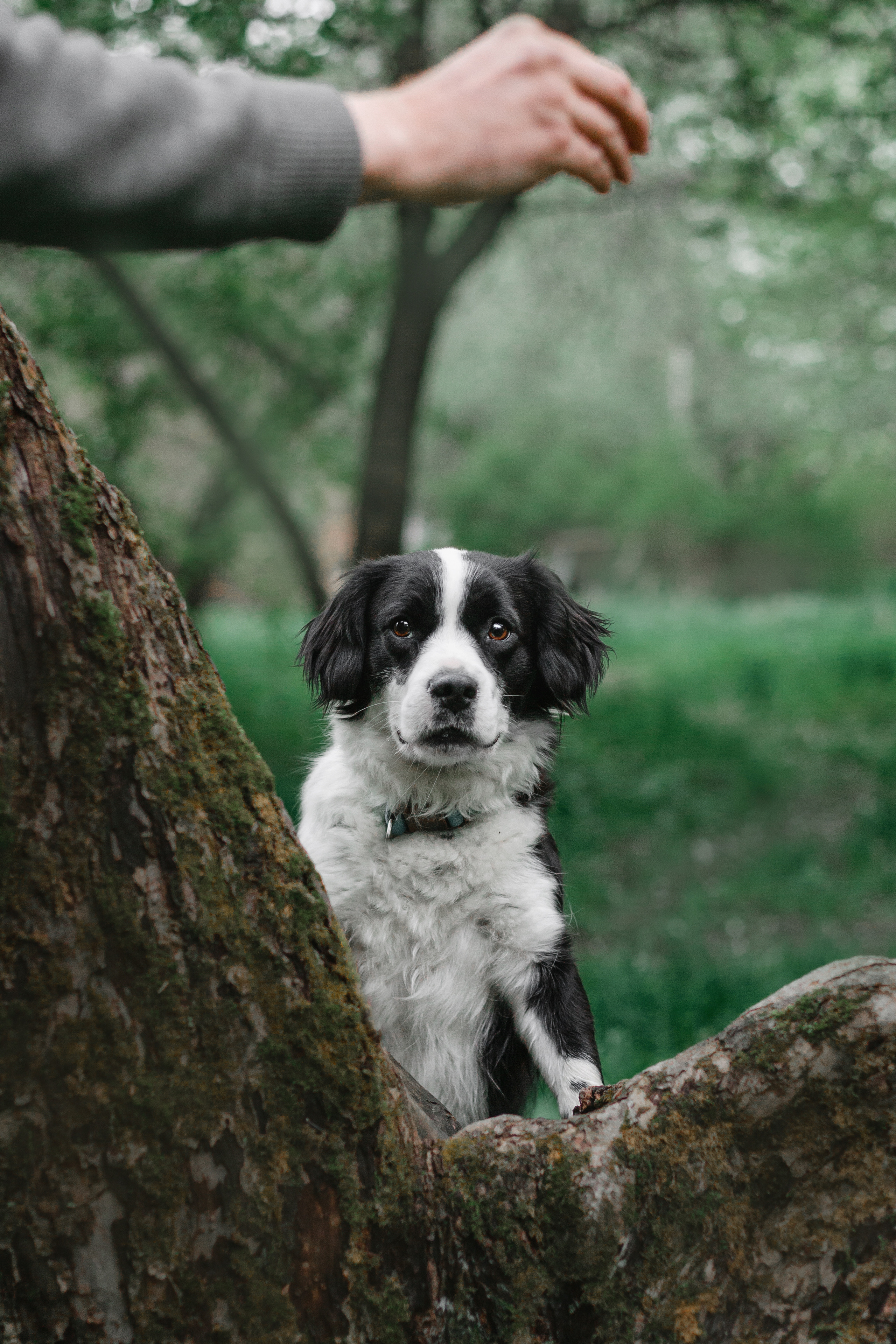 Съемка 3 собак в цветении 2023. Фотограф-анималист Татьяна Степанова
