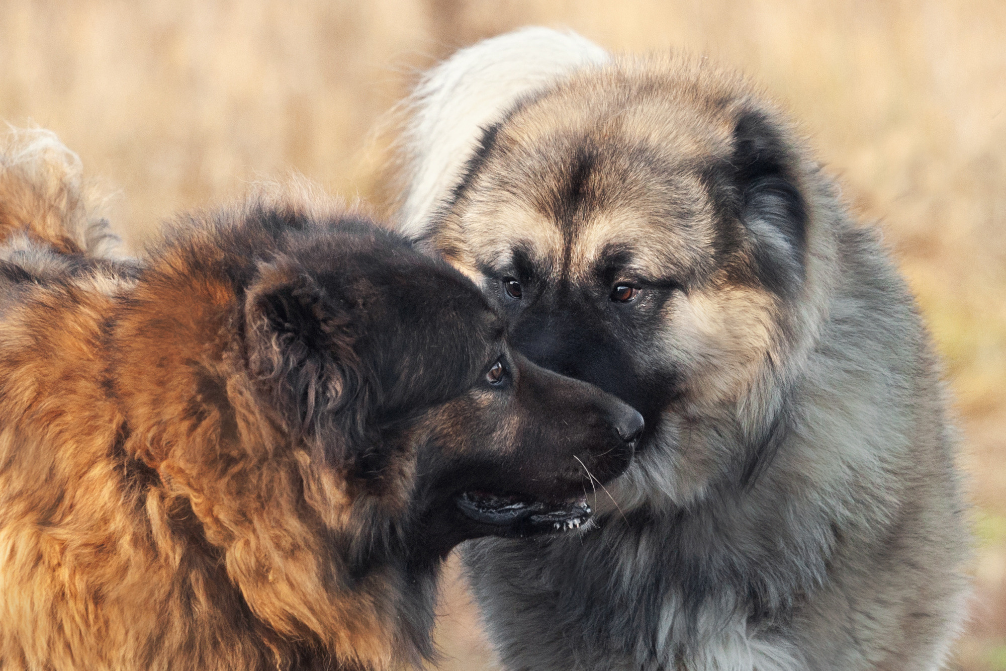 Фонд помощи кавказским овчаркам (Дудусик дог) 2022. Фотограф-анималист Татьяна Степанова