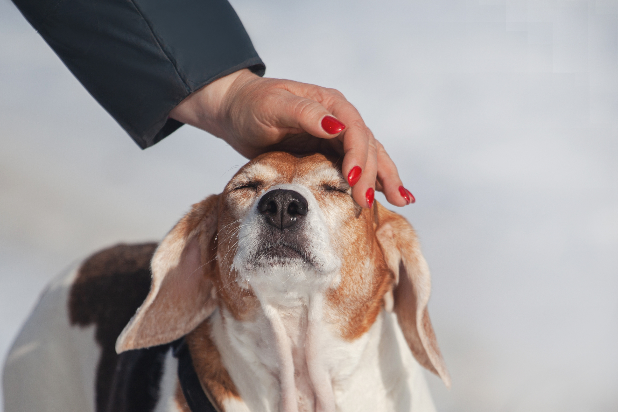 Группа помощи Дом для бигля 2023. Фотограф-анималист Татьяна Степанова