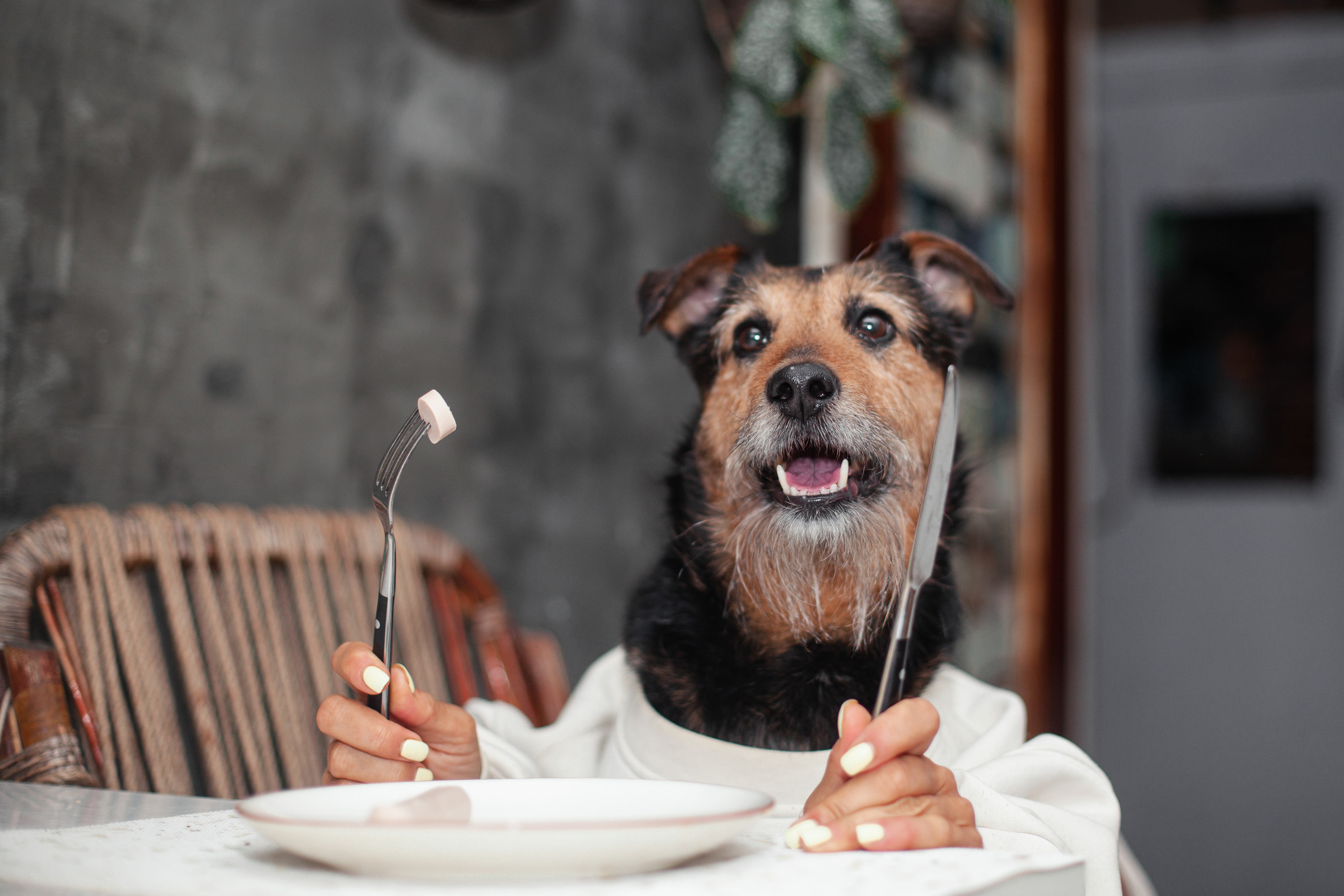 Лиза и Бренда. Фотограф-анималист Татьяна Степанова