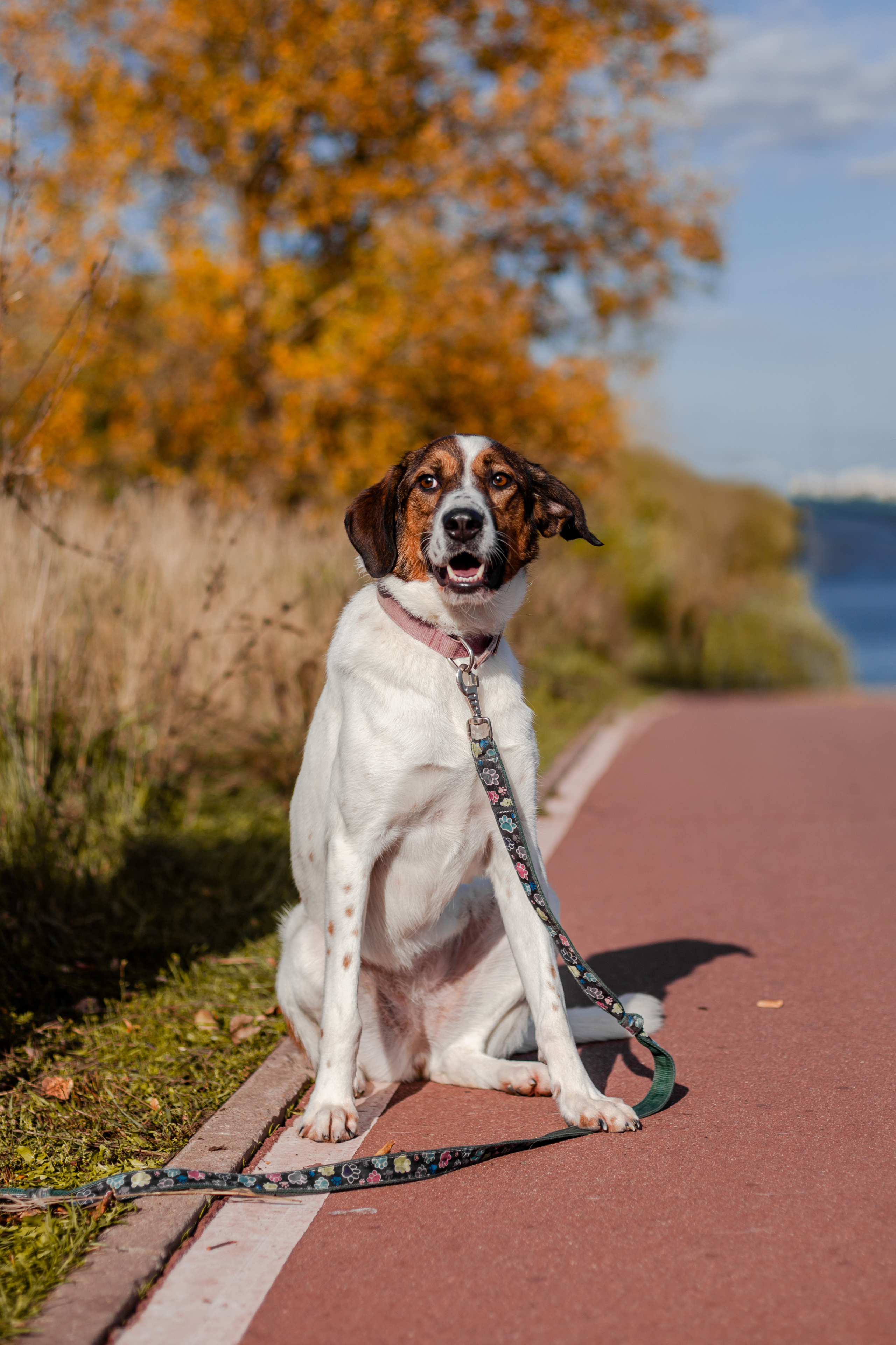 Барон и Лара 2022. Фотограф-анималист Татьяна Степанова