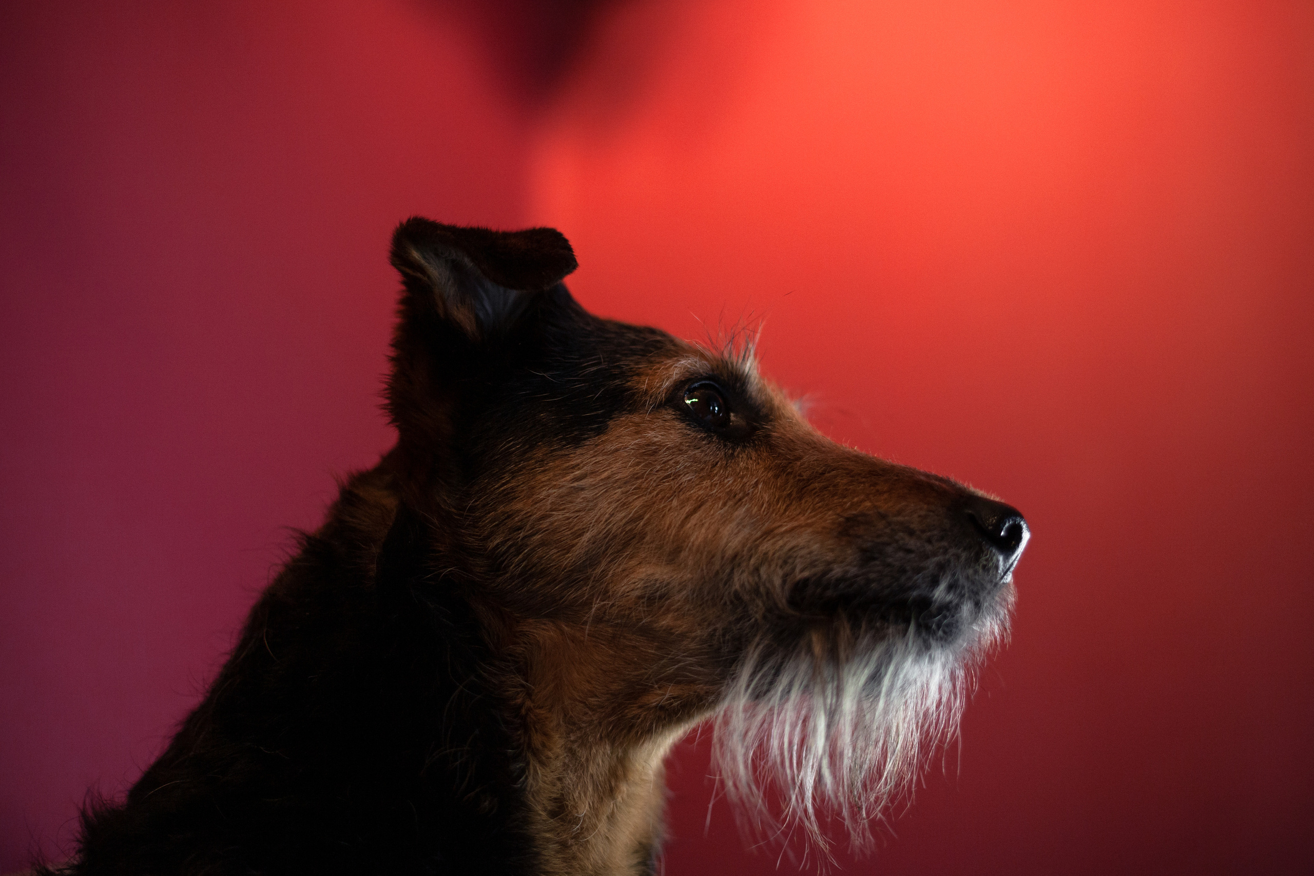 Лиза и Бренда. Фотограф-анималист Татьяна Степанова