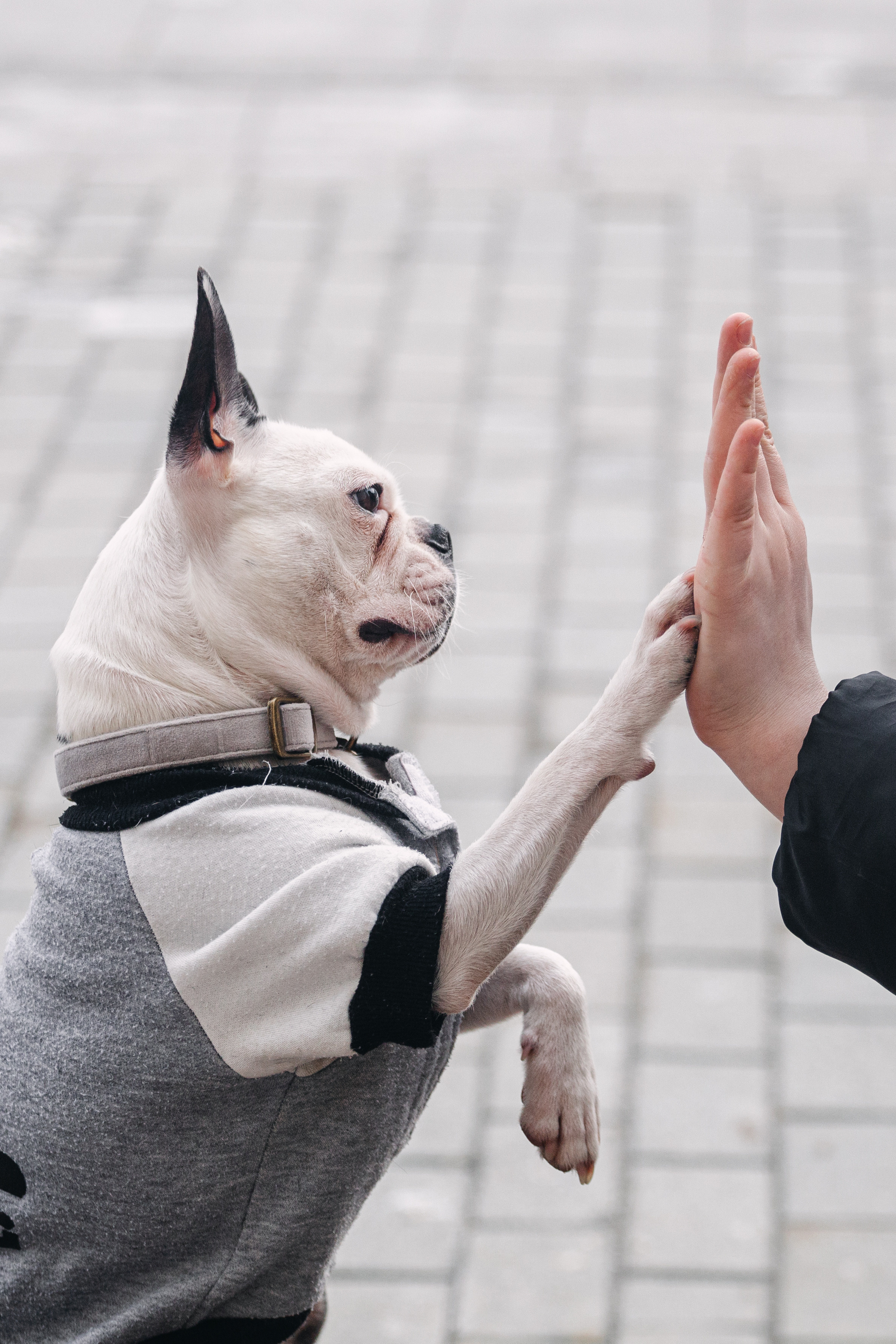 Василиса и Мира Кузнецкий мост. Фотограф-анималист Татьяна Степанова