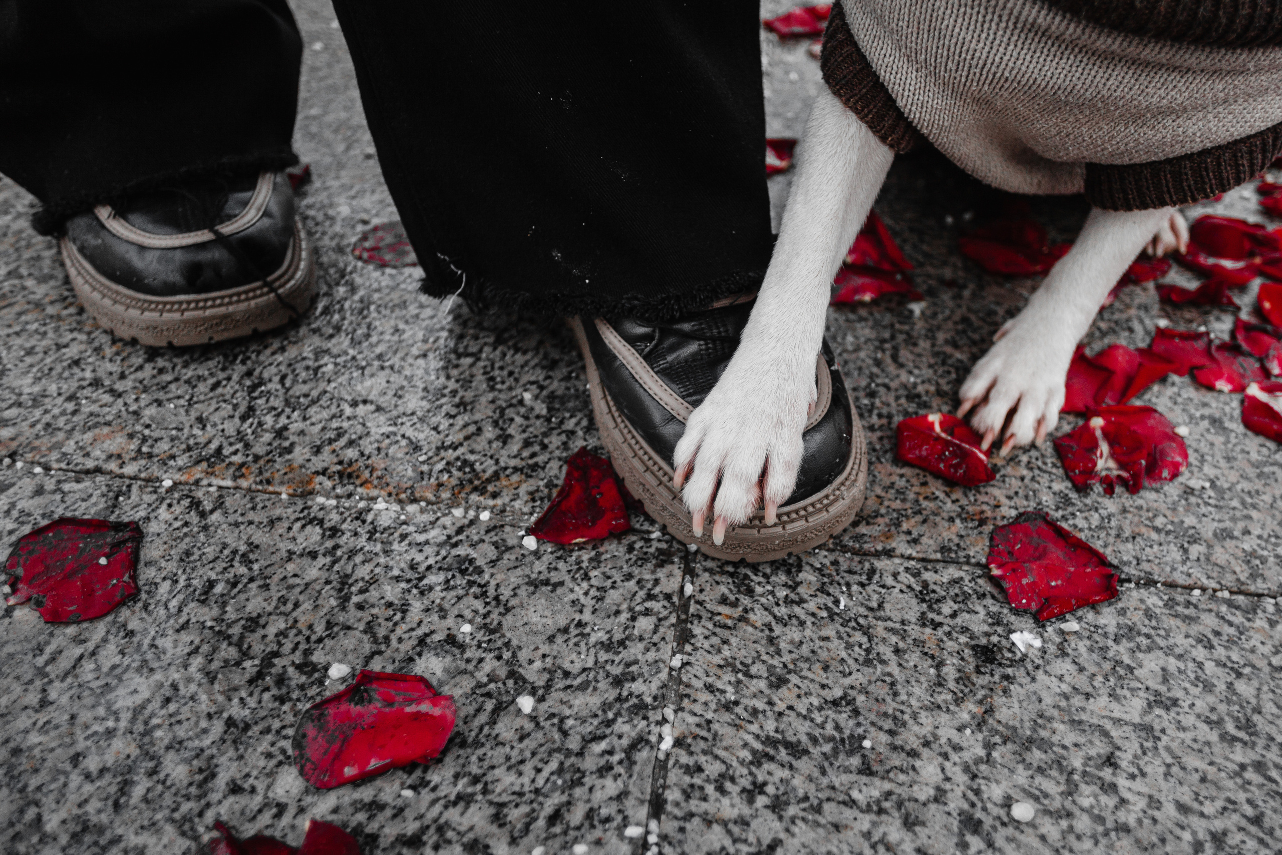 Василиса и Мира Кузнецкий мост. Фотограф-анималист Татьяна Степанова